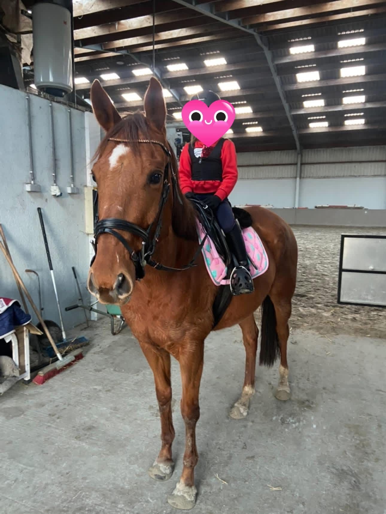 recreatie-paard ruin 7 jaar kastanje te koop - Foto 3