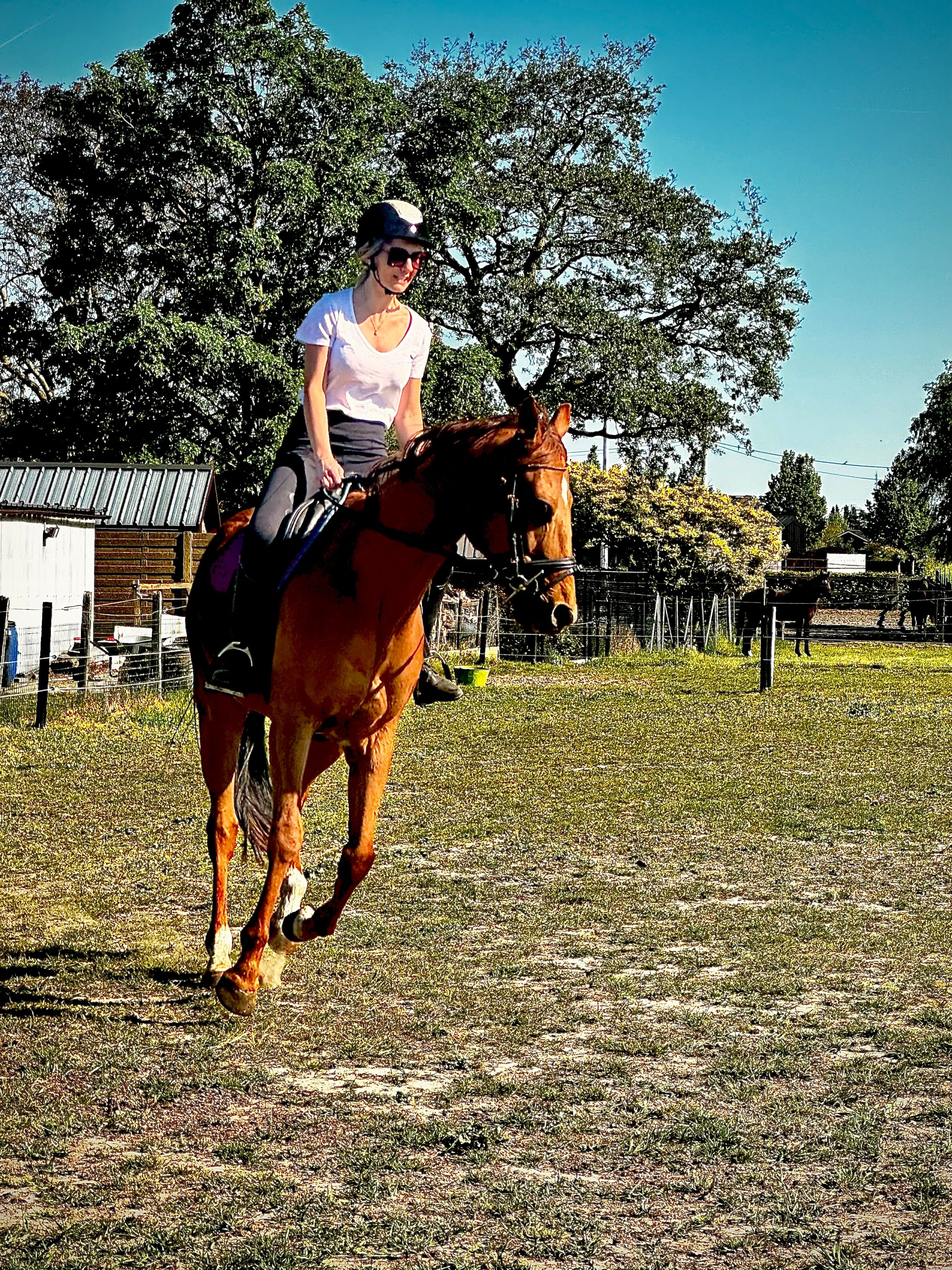 recreatie-paard ruin 7 jaar kastanje te koop - Foto 2