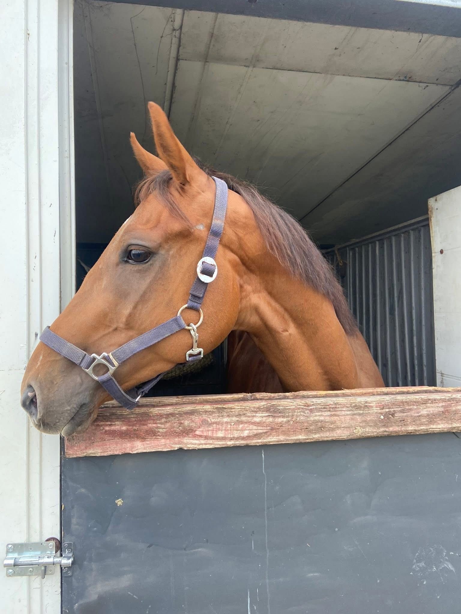 recreatie-paard ruin 7 jaar kastanje te koop - Foto 4