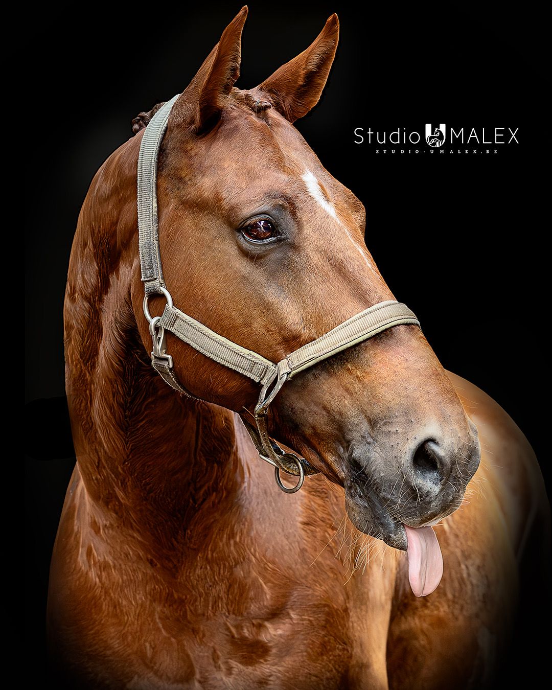 Handsome dressage gelding