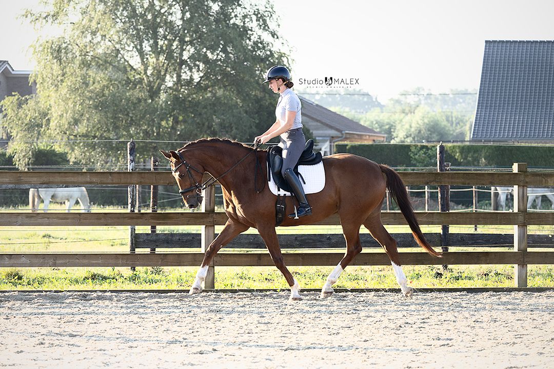 hanovarian dressuurpaard ruin 12 years old vos for sale - Photo 2