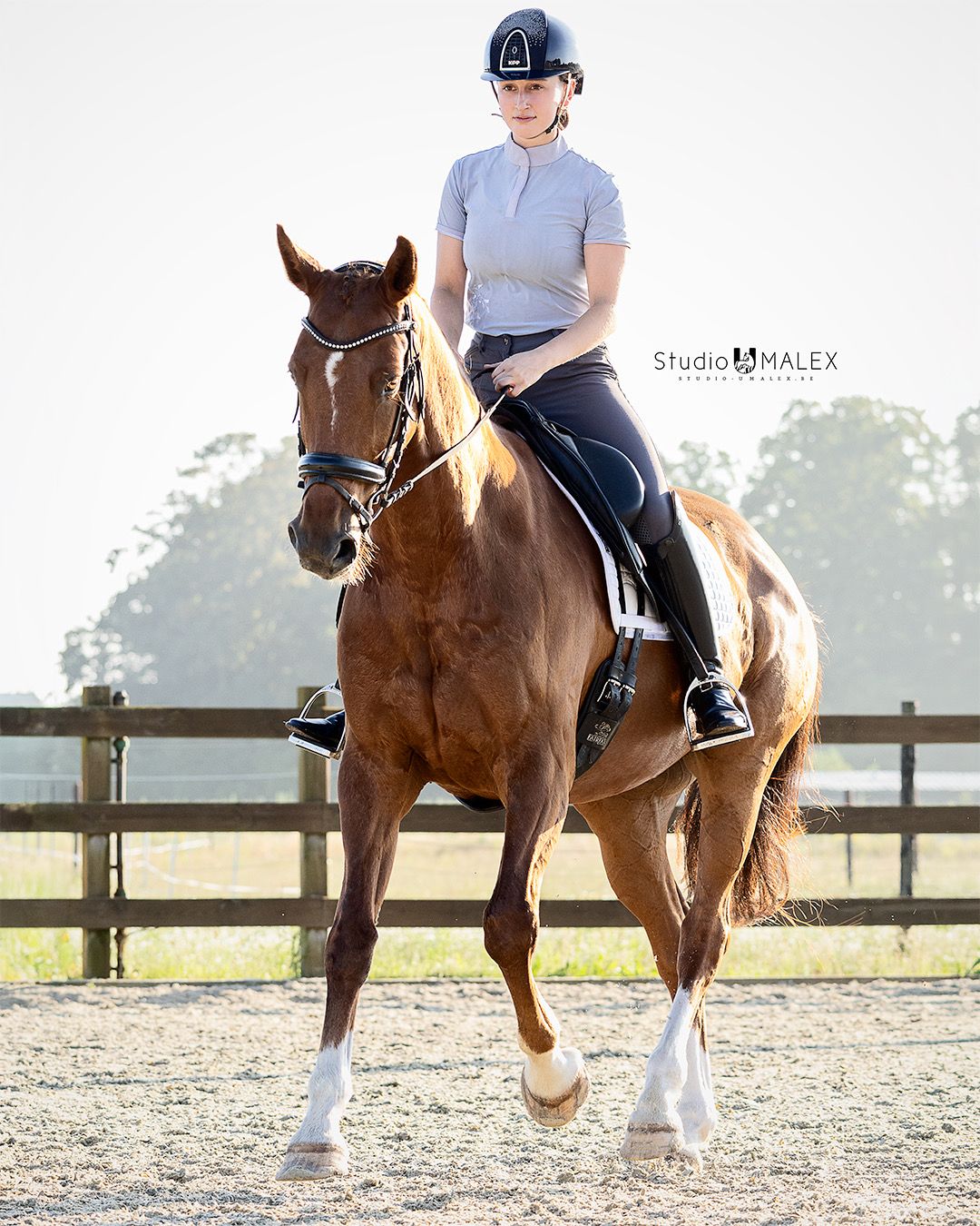 hanovarian dressuurpaard ruin 12 years old vos for sale - Photo 3