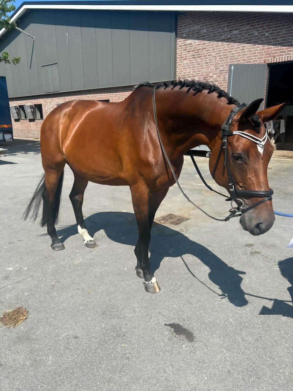 kwpn dressuurpaard merrie 12 years old bruin for sale - Main photo