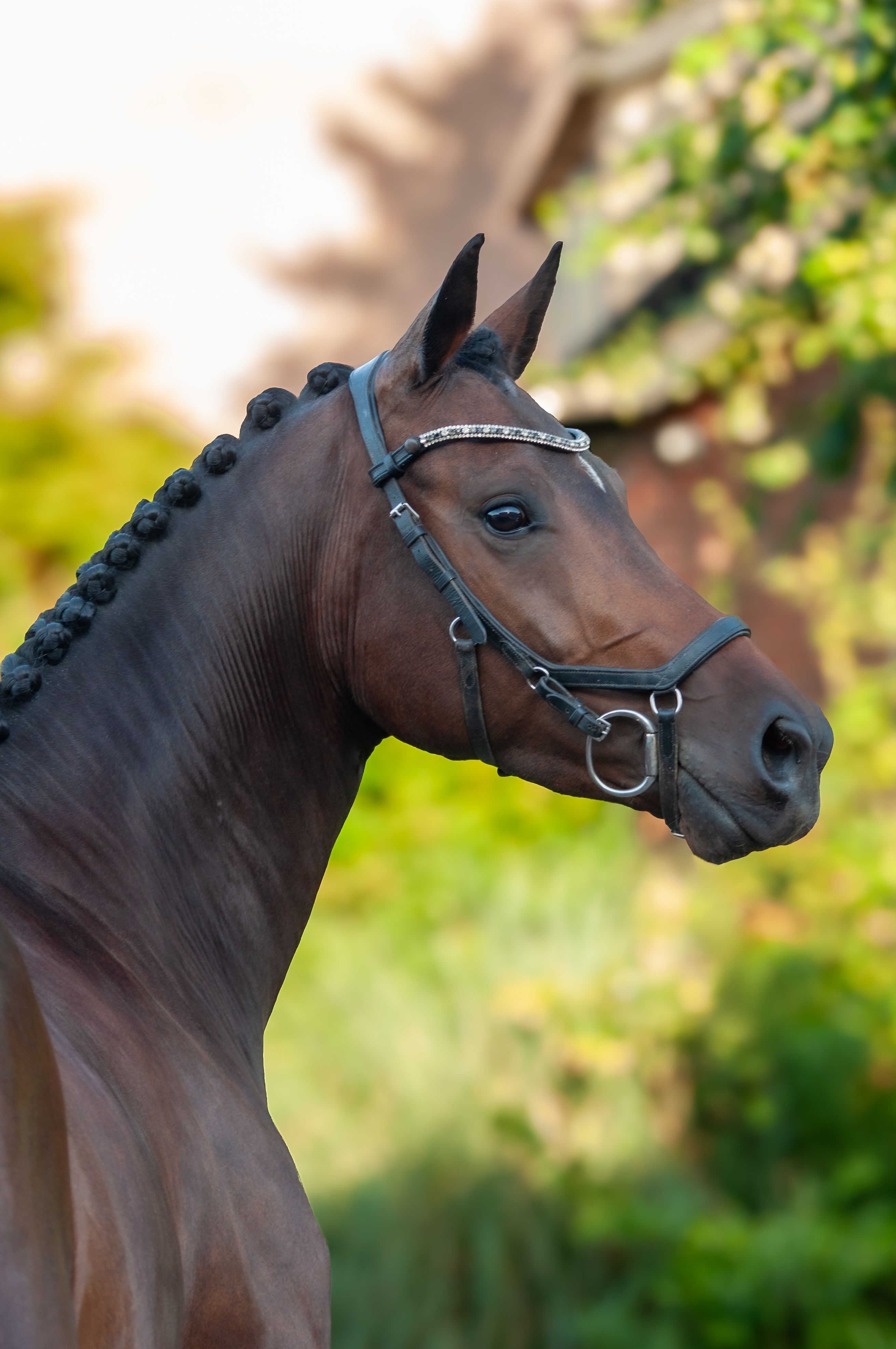 Prachtige 6 jarige dressuurmerrie | Just Wimphof X Jazz