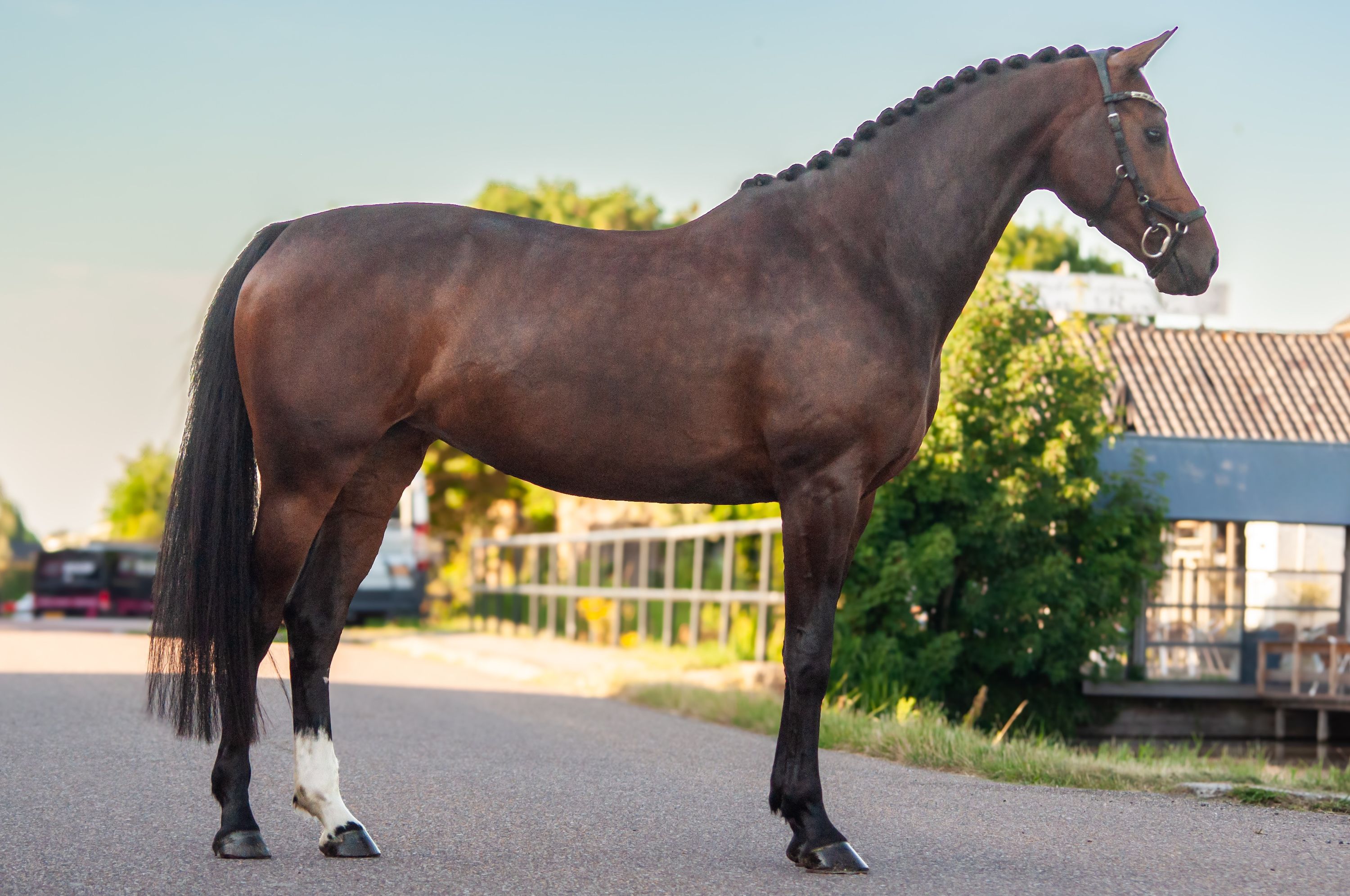 kwpn dressuurpaard merrie 6 años bruin en venta - Foto 2