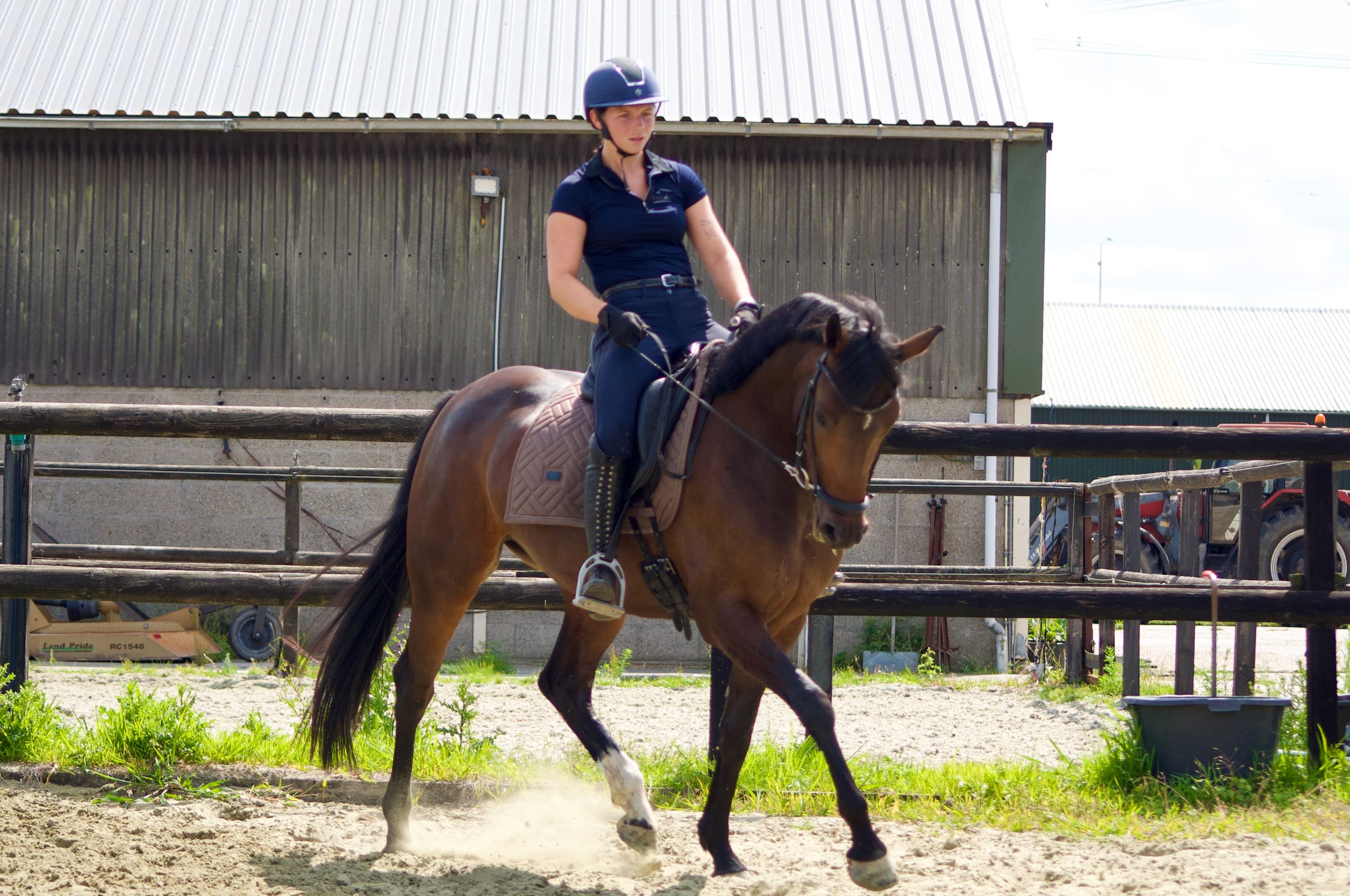 kwpn dressuurpaard merrie 6 años bruin en venta - Foto 4
