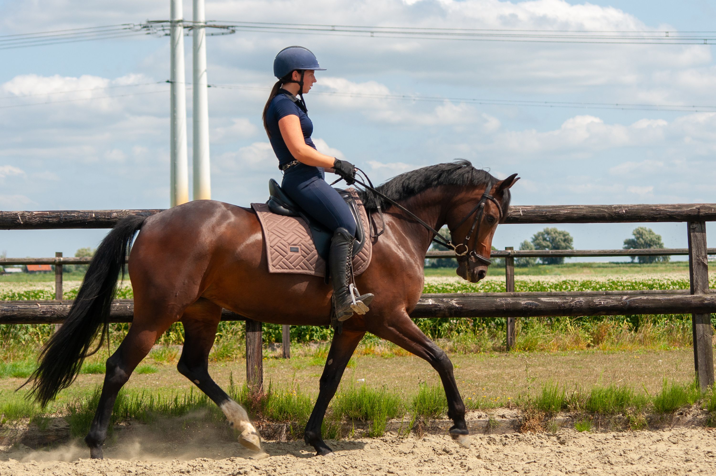 kwpn dressuurpaard merrie 6 años bruin en venta - Foto 3