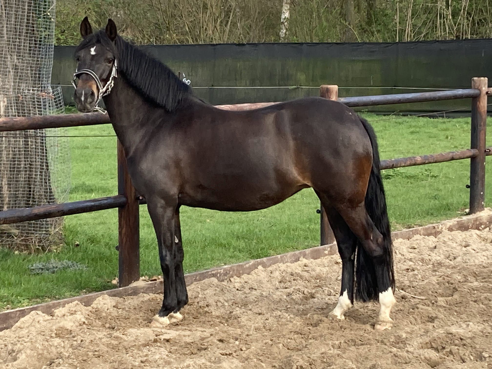 new-forest dressuurpony merrie 10 år donkerbruin till salu - Foto 4