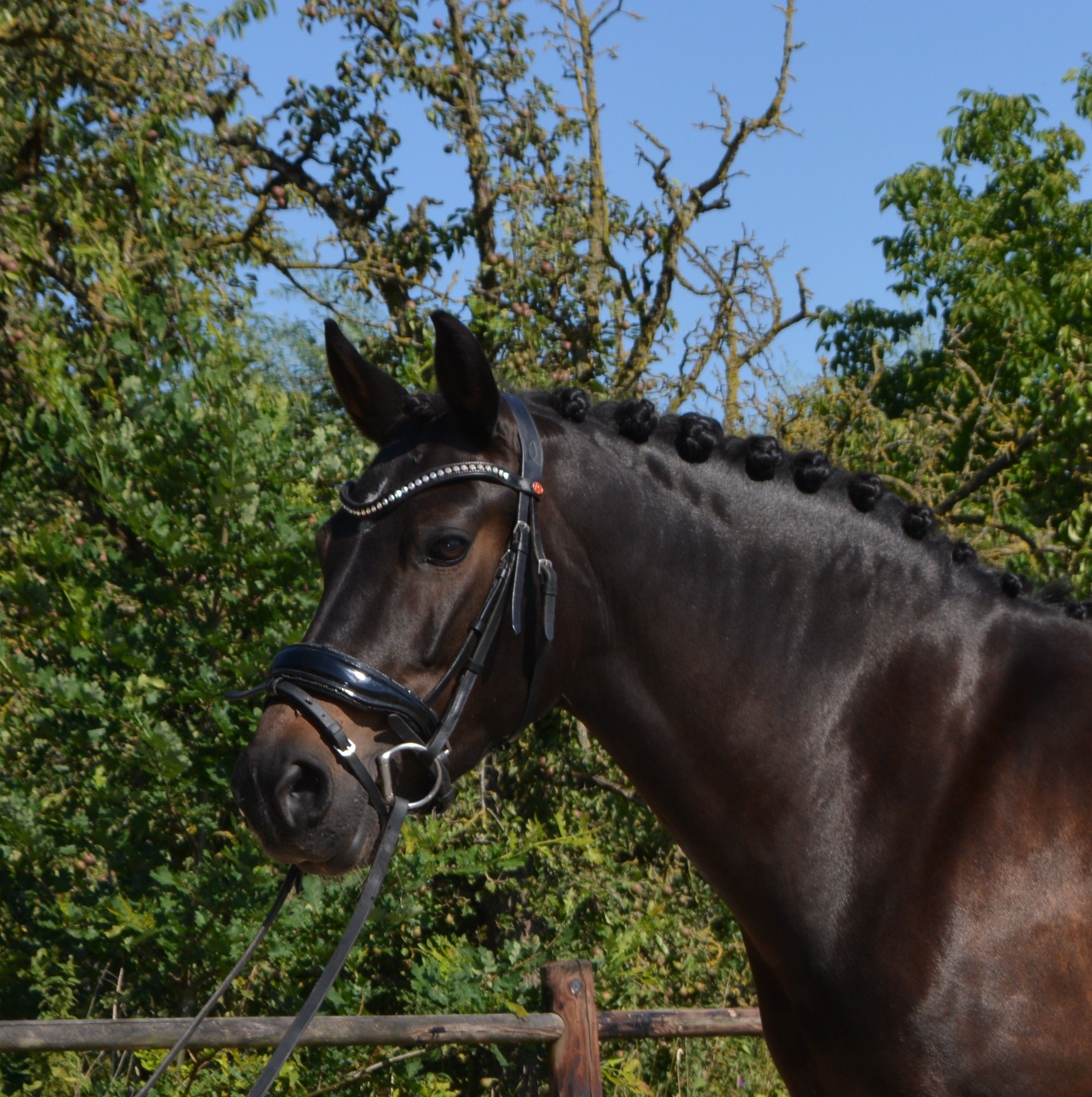new-forest dressuurpony merrie 10 år donkerbruin till salu - Foto 3