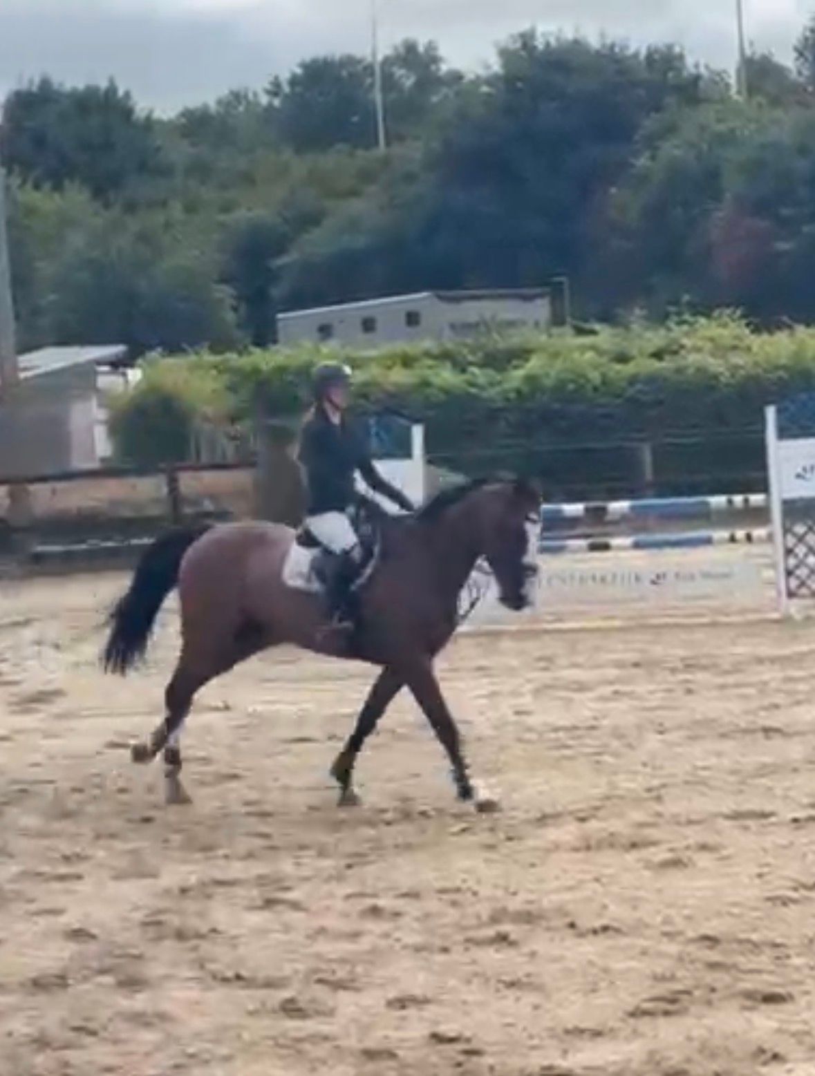 kwpn springpaard merrie 9 Jahre alt donkerbruin zu verkaufen - Foto 3