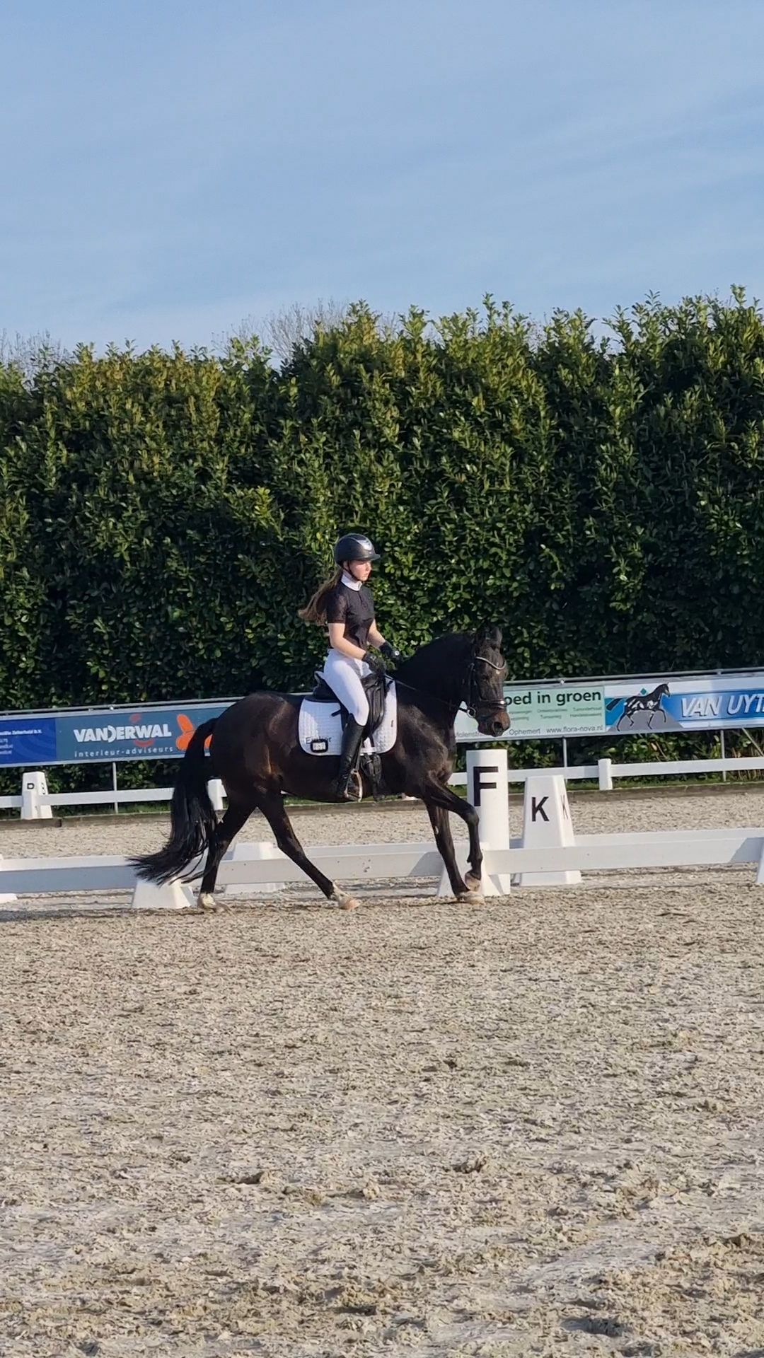 new-forest dressuurpony merrie 10 år donkerbruin till salu - Foto 2
