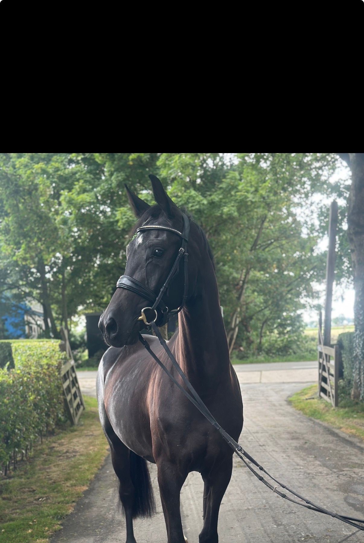KWPN dressuurpaard merrie 3 años Zwart en venta - Foto 2