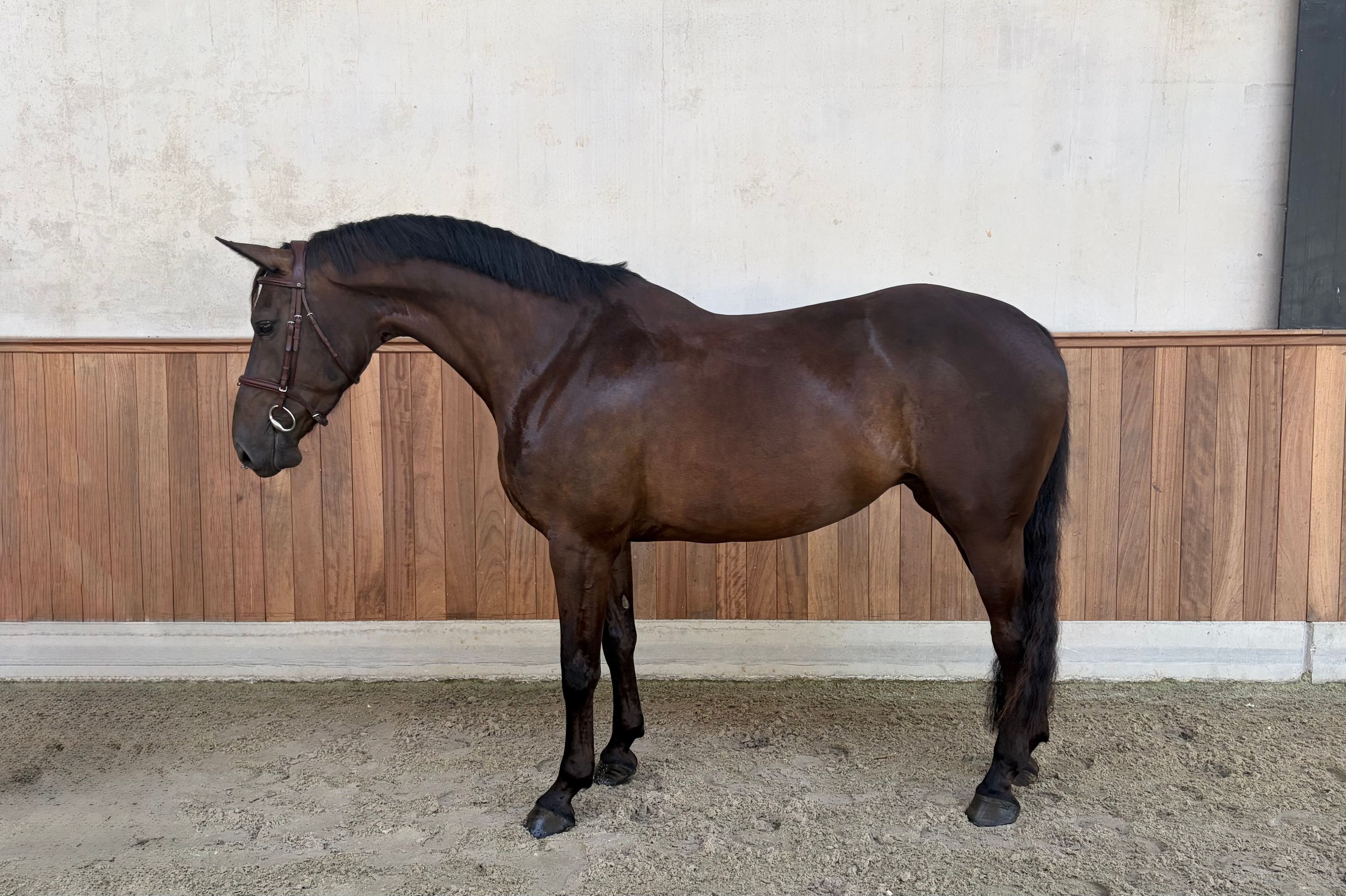 zangersheide springpaard merrie 6 år donkerbruin till salu - Foto 2