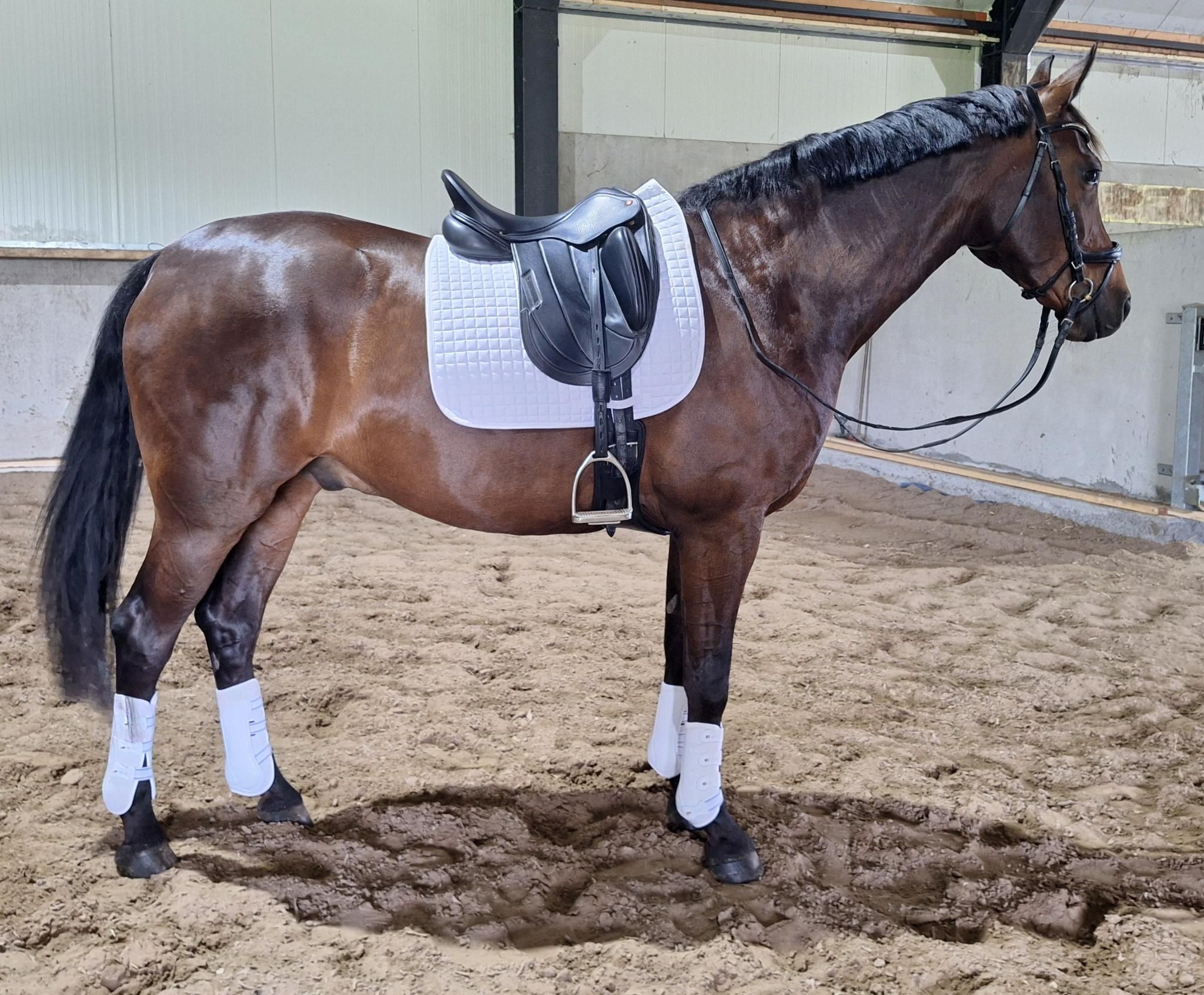 Talangfull 7-årig valack