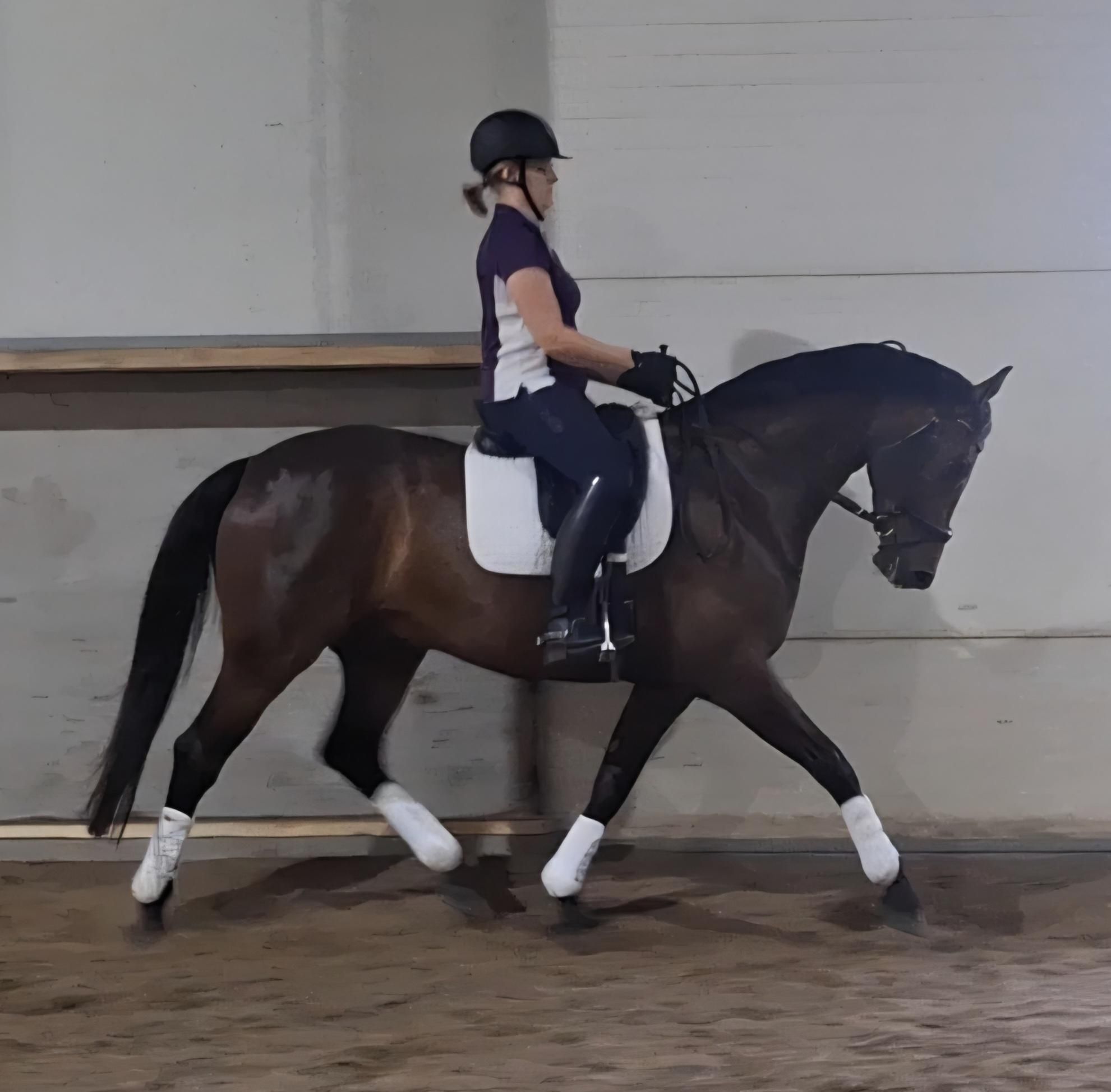hanovarian dressuurpaard ruin 7 år donkerbruin till salu - Foto 4