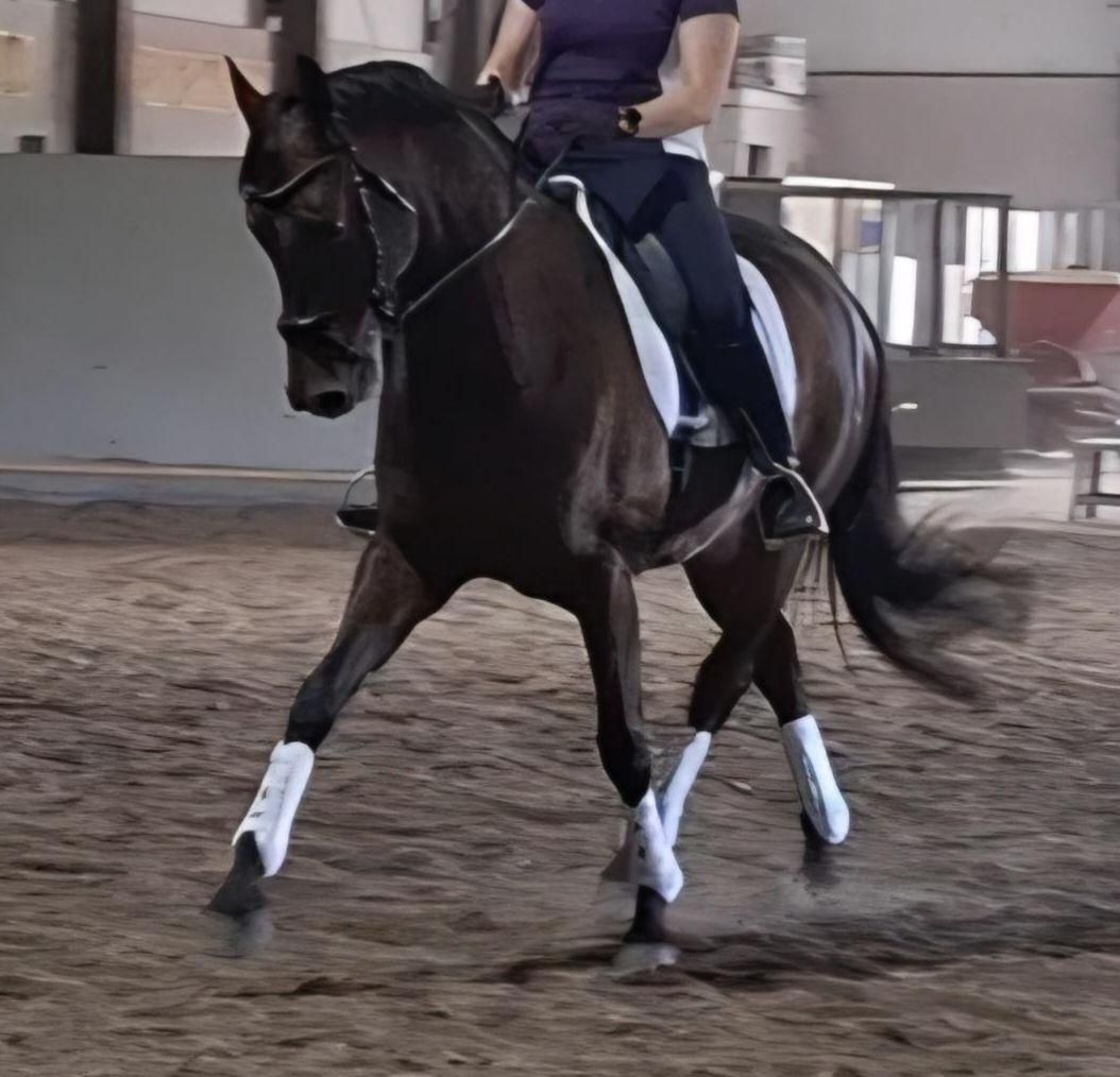 hanovarian dressuurpaard ruin 7 år donkerbruin till salu - Foto 3