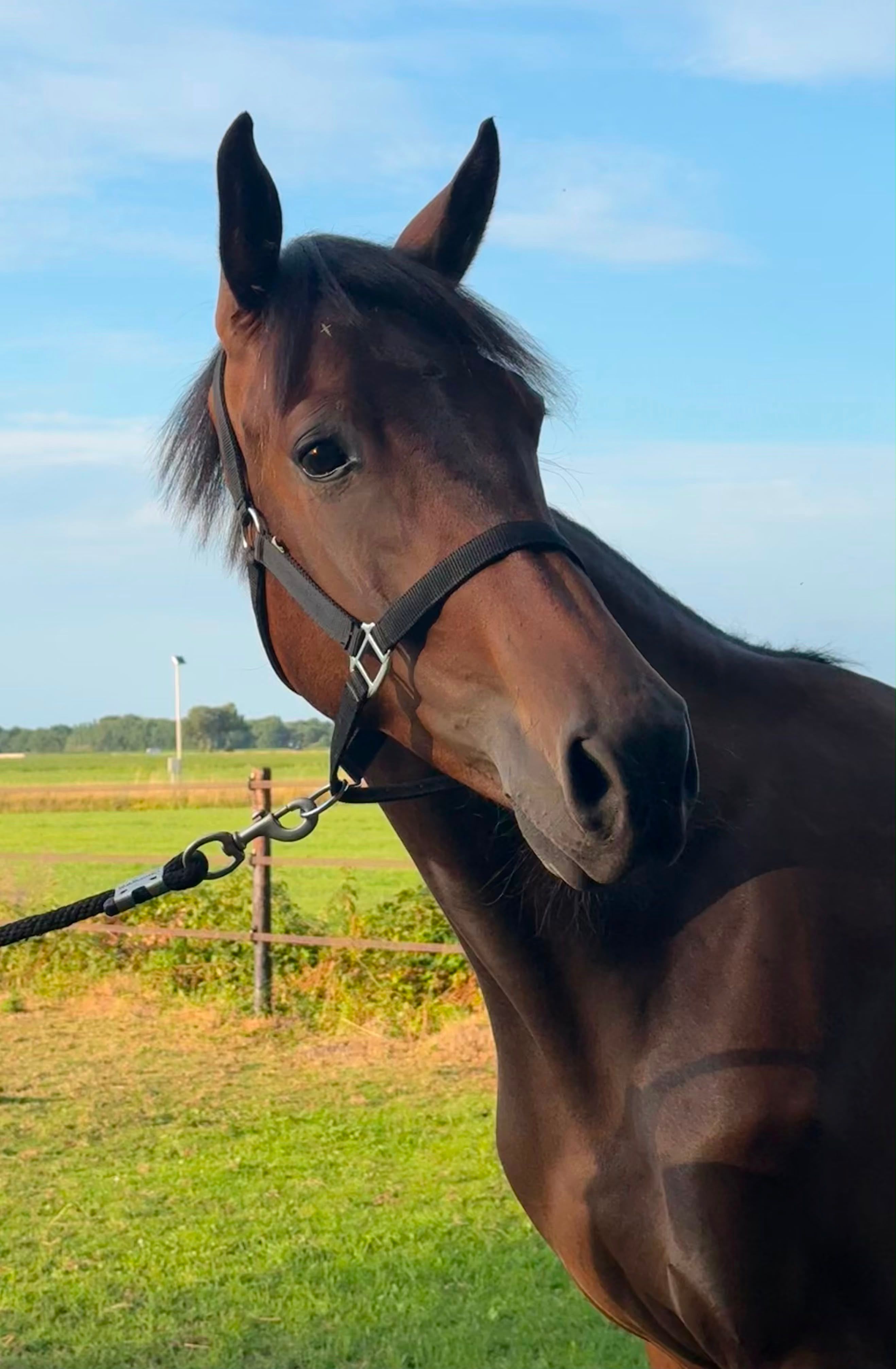 Barton VDL x Rocky Lee 産駒の将来有望な2.5歳セン馬