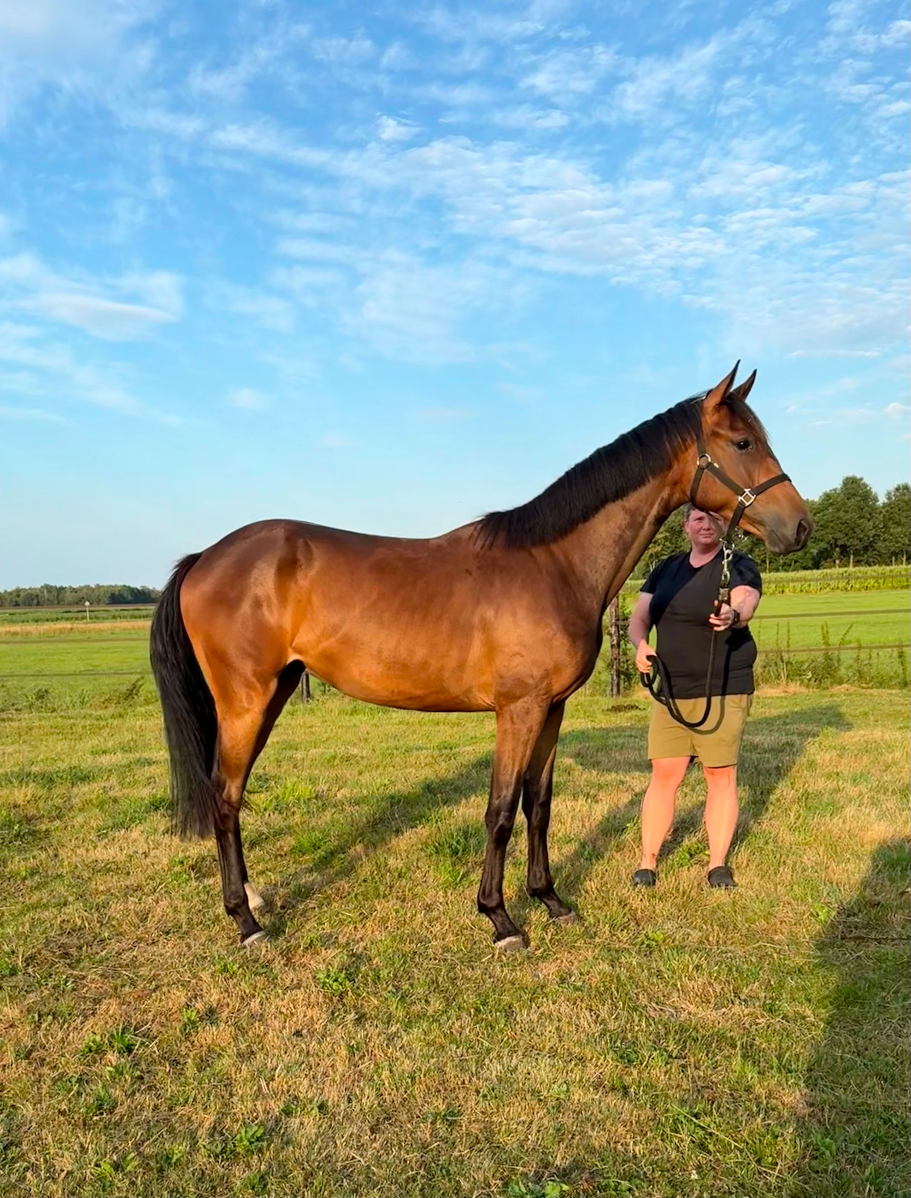 kwpn dressuurpaard ruin 2 歳 donkerbruin 売り出し中 - 写真 2