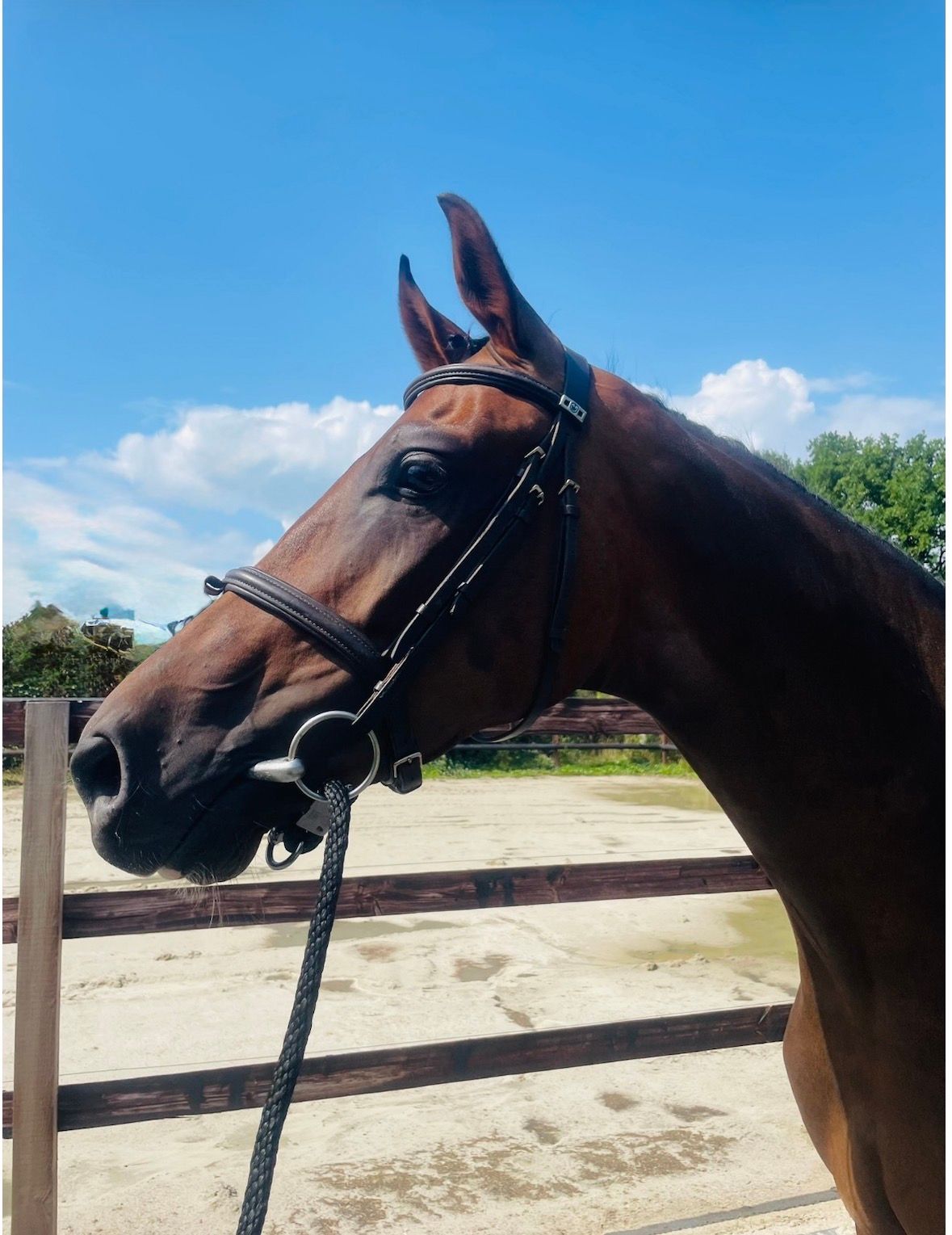 kwpn dressuurpaard merrie 5 ani donkerbruin de vânzare - Foto 5