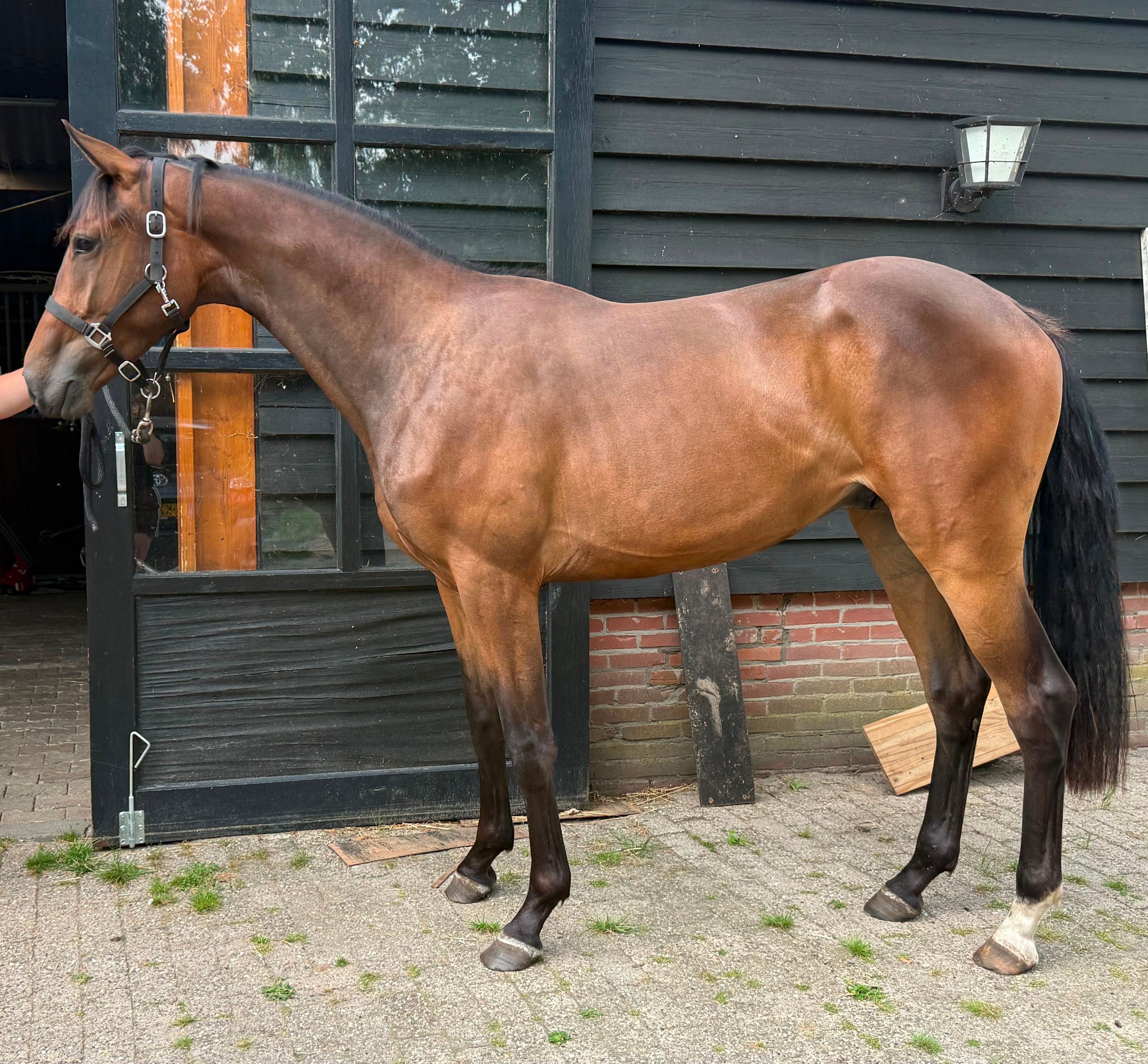 kwpn dressuurpaard ruin 2 歳 donkerbruin 売り出し中 - 写真 3