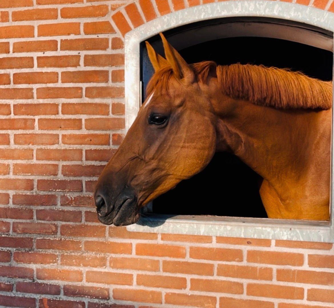 KWPN springpaard Merrie 7 岁 Donkerbruin 出售 - 照片 3