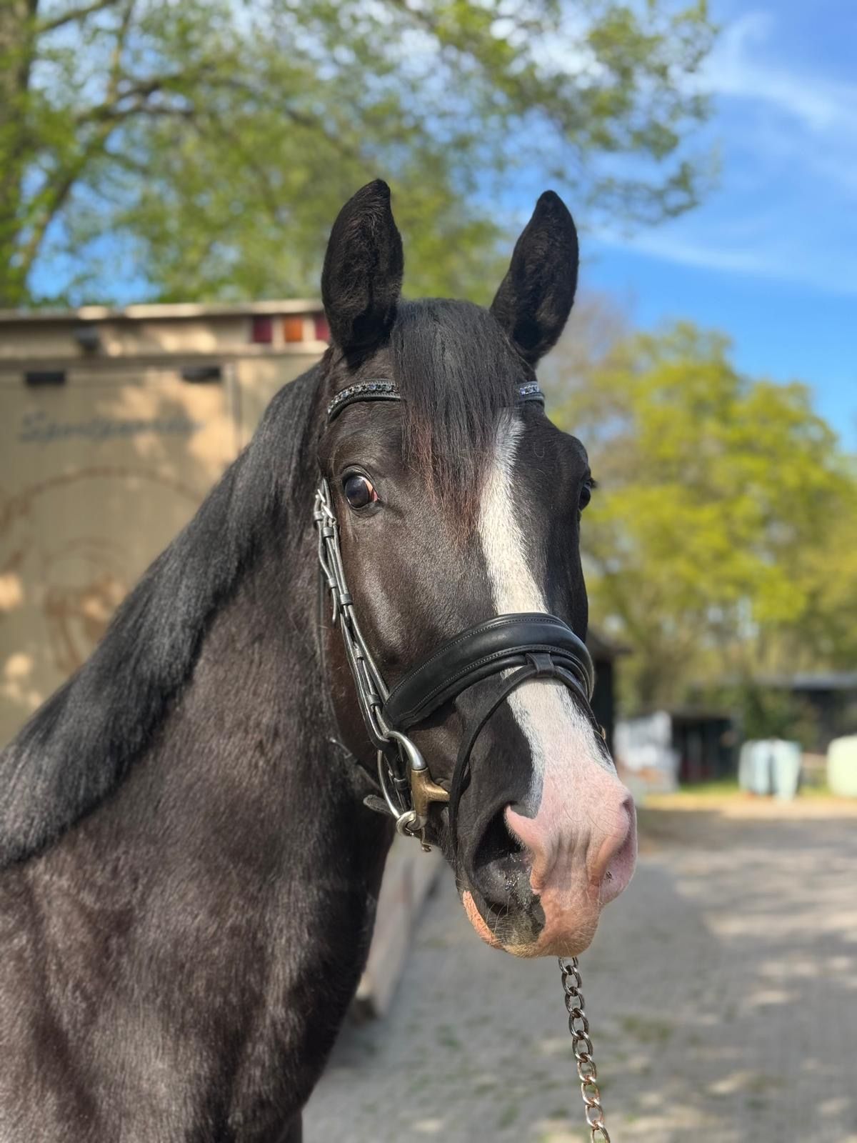 Talentvol Dressuur Paard
