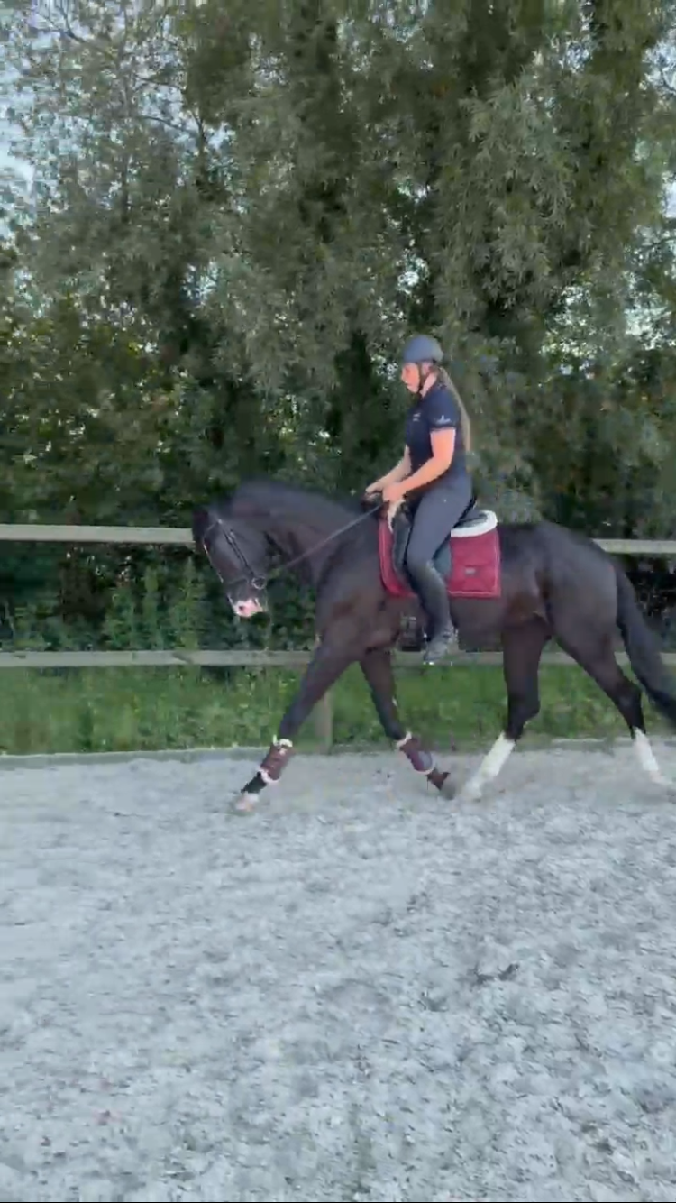 kwpn dressuurpaard ruin 3 år zwart till salu - Foto 5