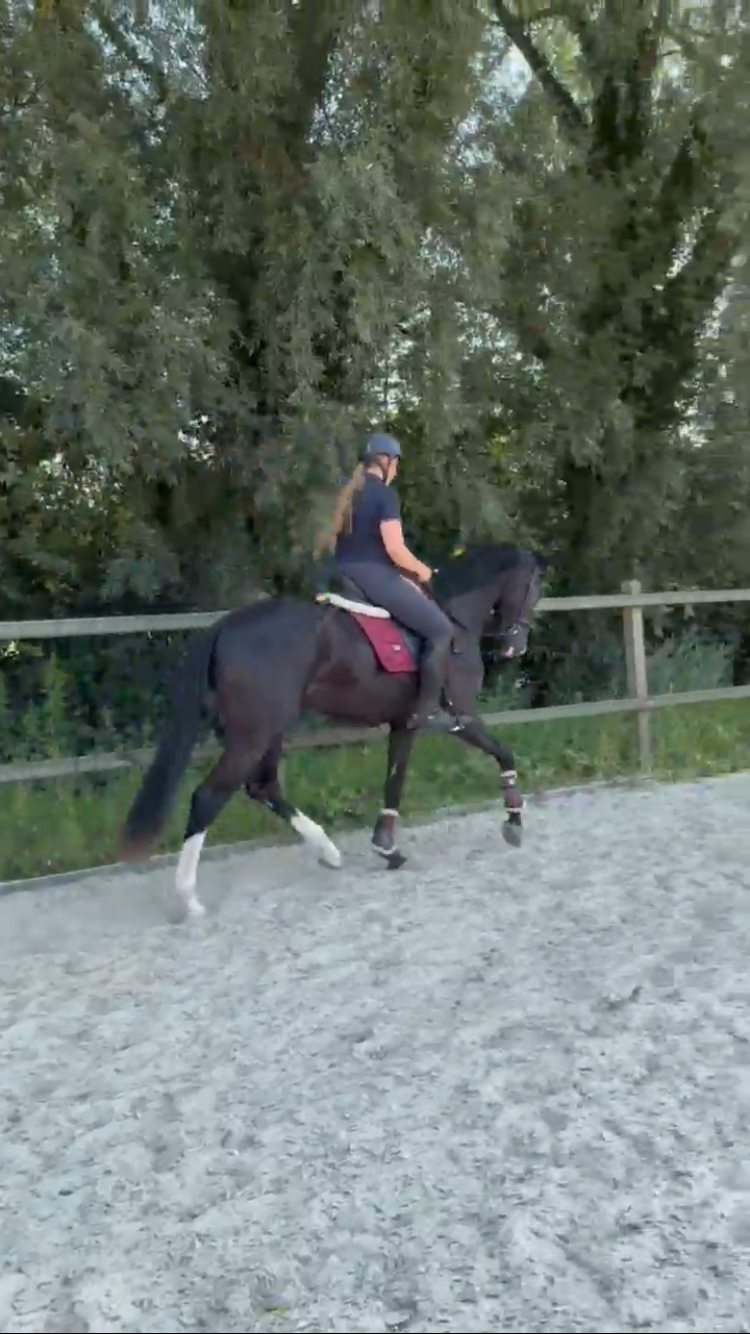 kwpn dressuurpaard ruin 3 år zwart till salu - Foto 3