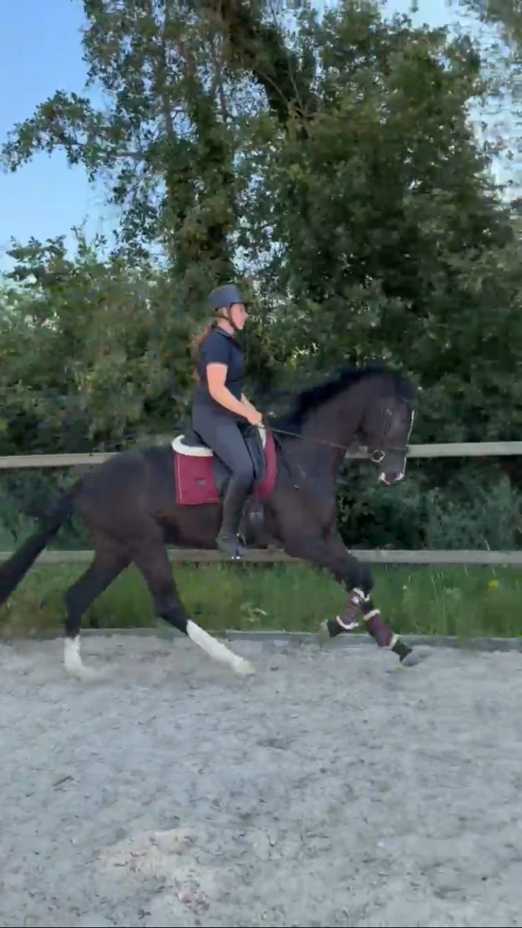 kwpn dressuurpaard ruin 3 år zwart till salu - Foto 6