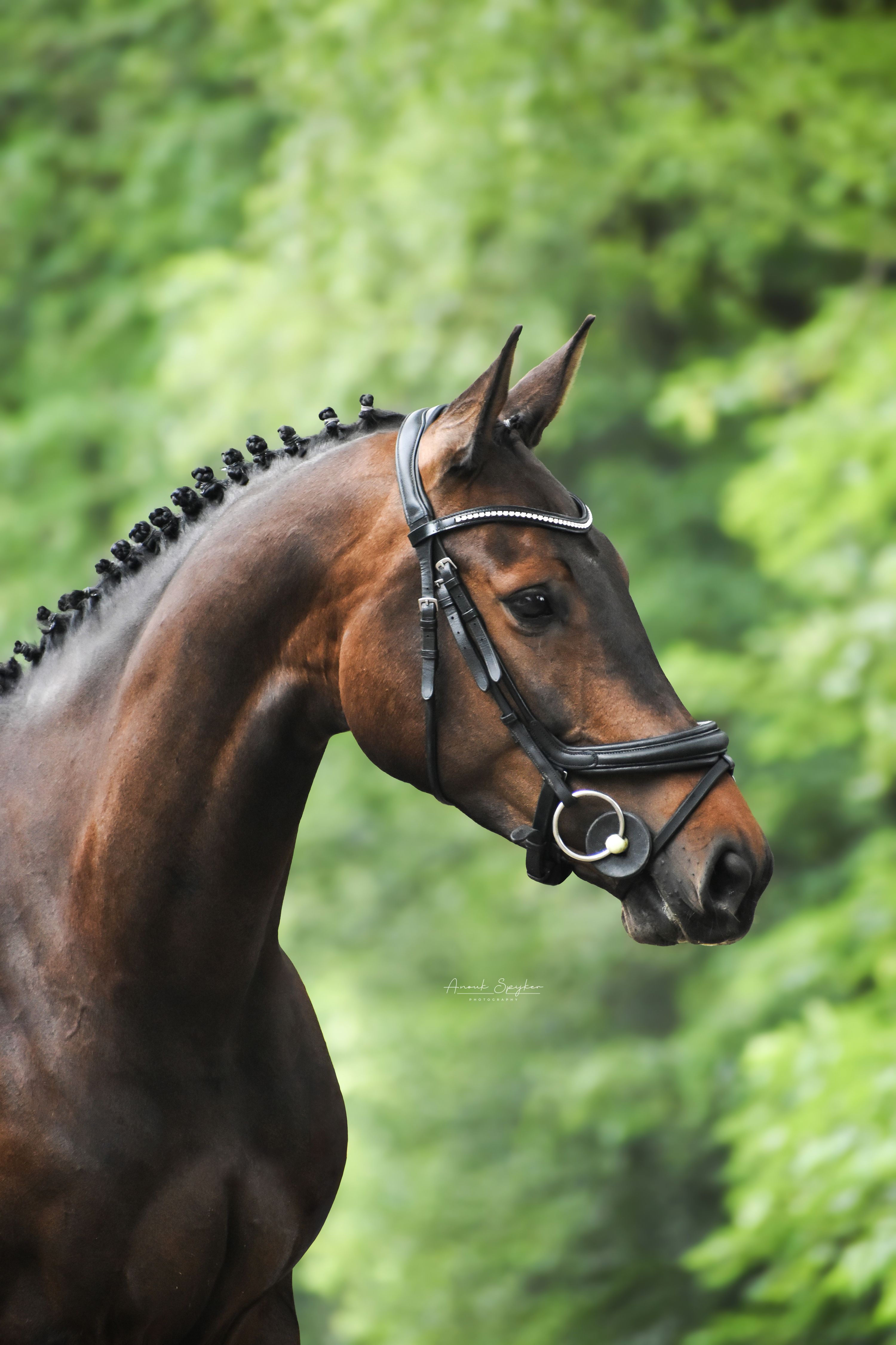 kwpn springpaard merrie 7 jaar bruin te koop - Foto 2