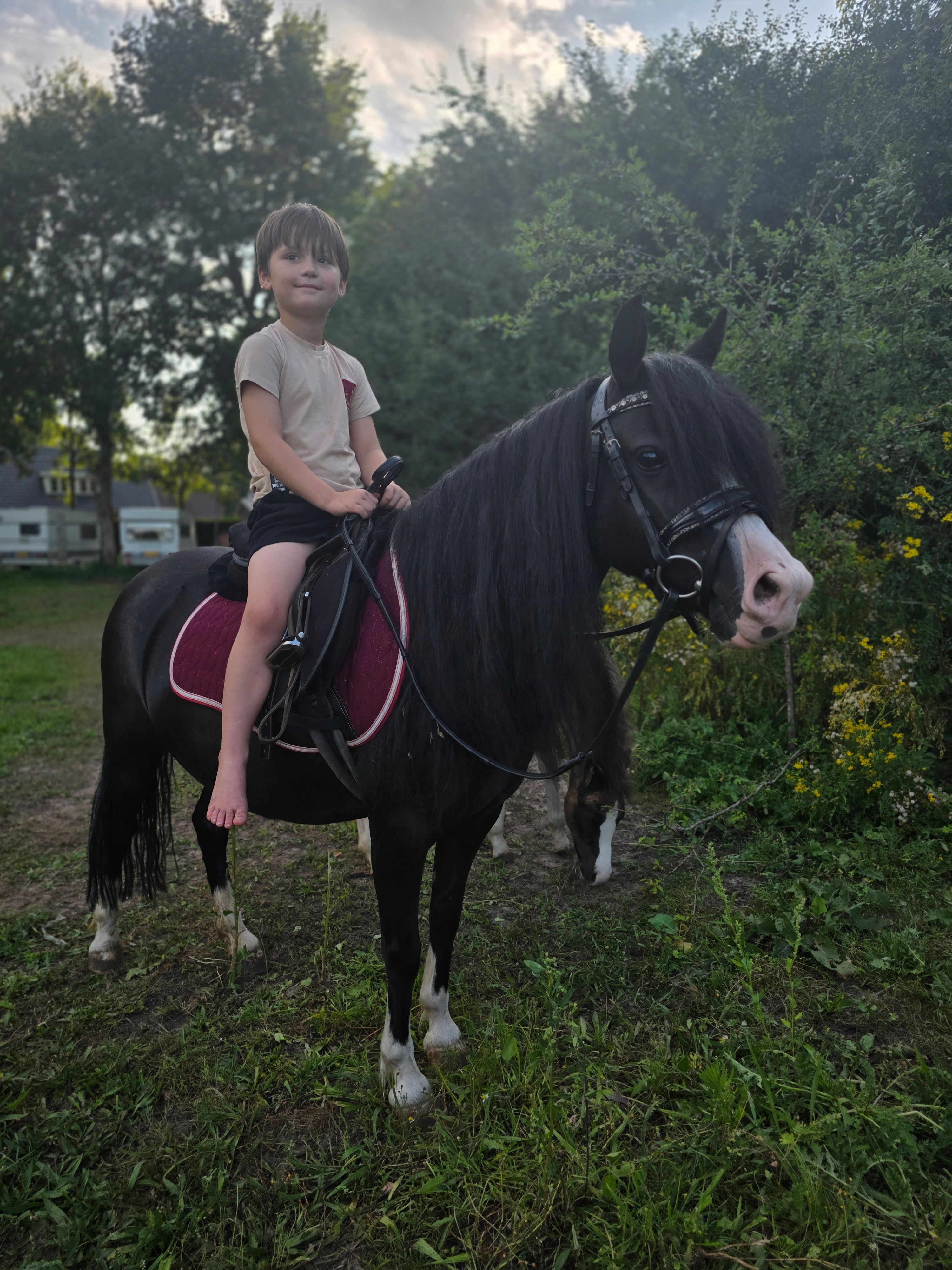 allround-pony merrie 5 años zwart en venta - Foto principal