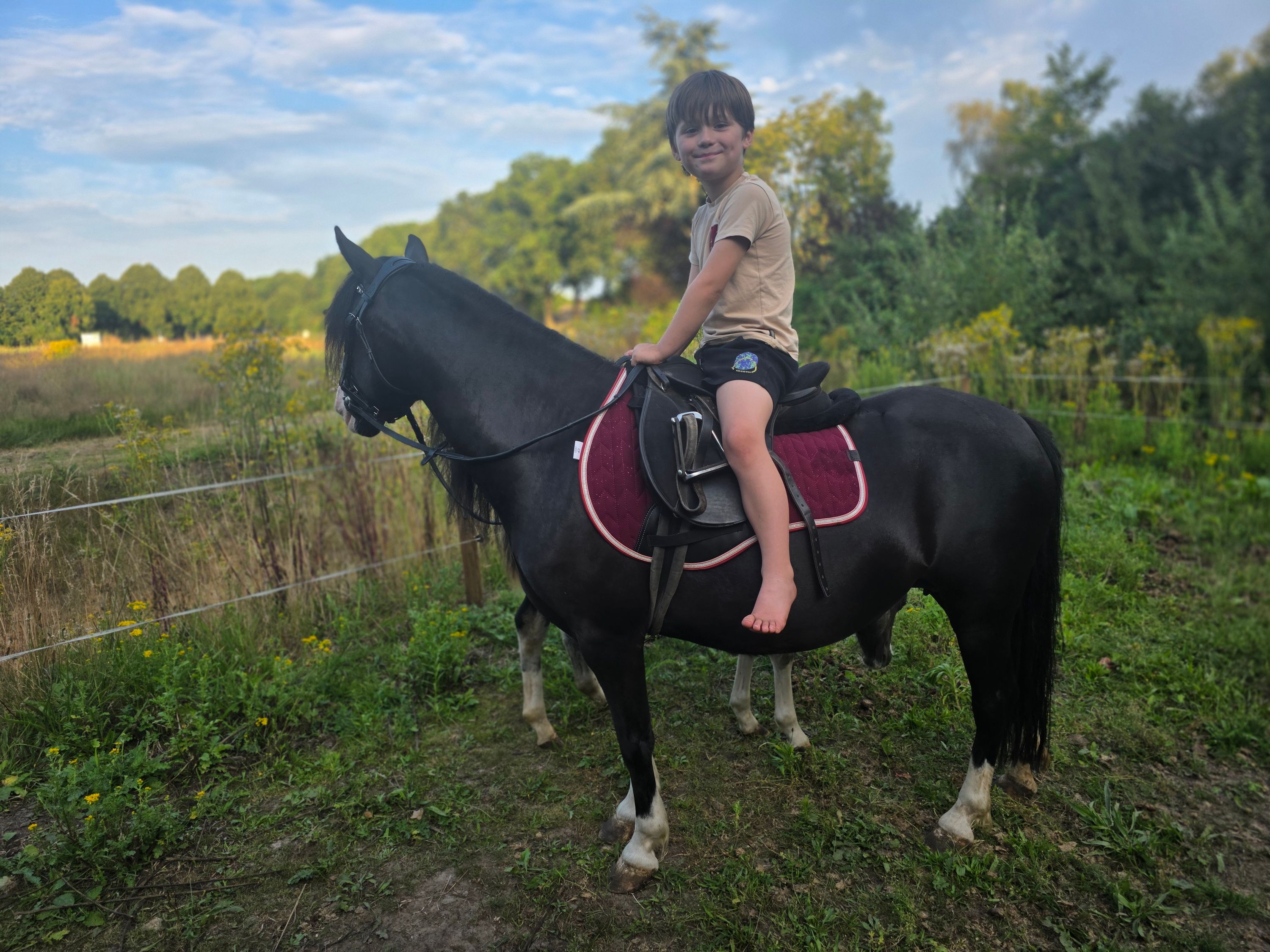 allround-pony merrie 5 años zwart en venta - Foto 4