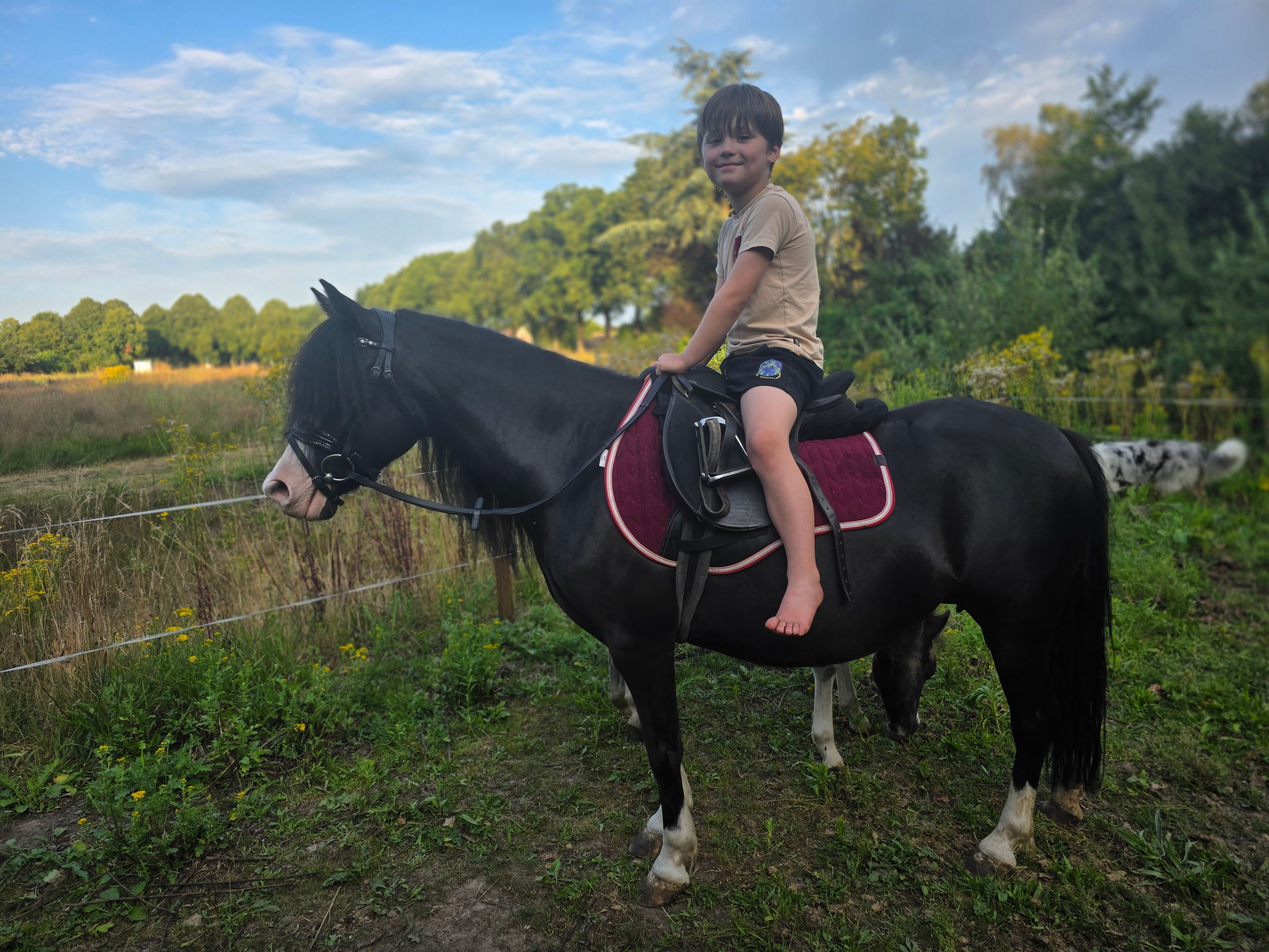 allround-pony merrie 5 años zwart en venta - Foto 3