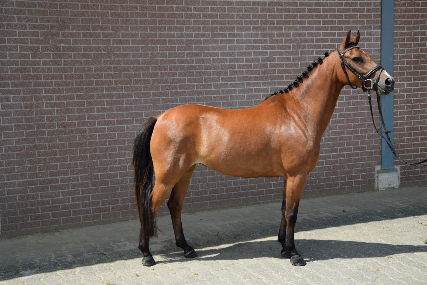 new-forest allround-pony merrie 5 år bruin till salu - Foto 5