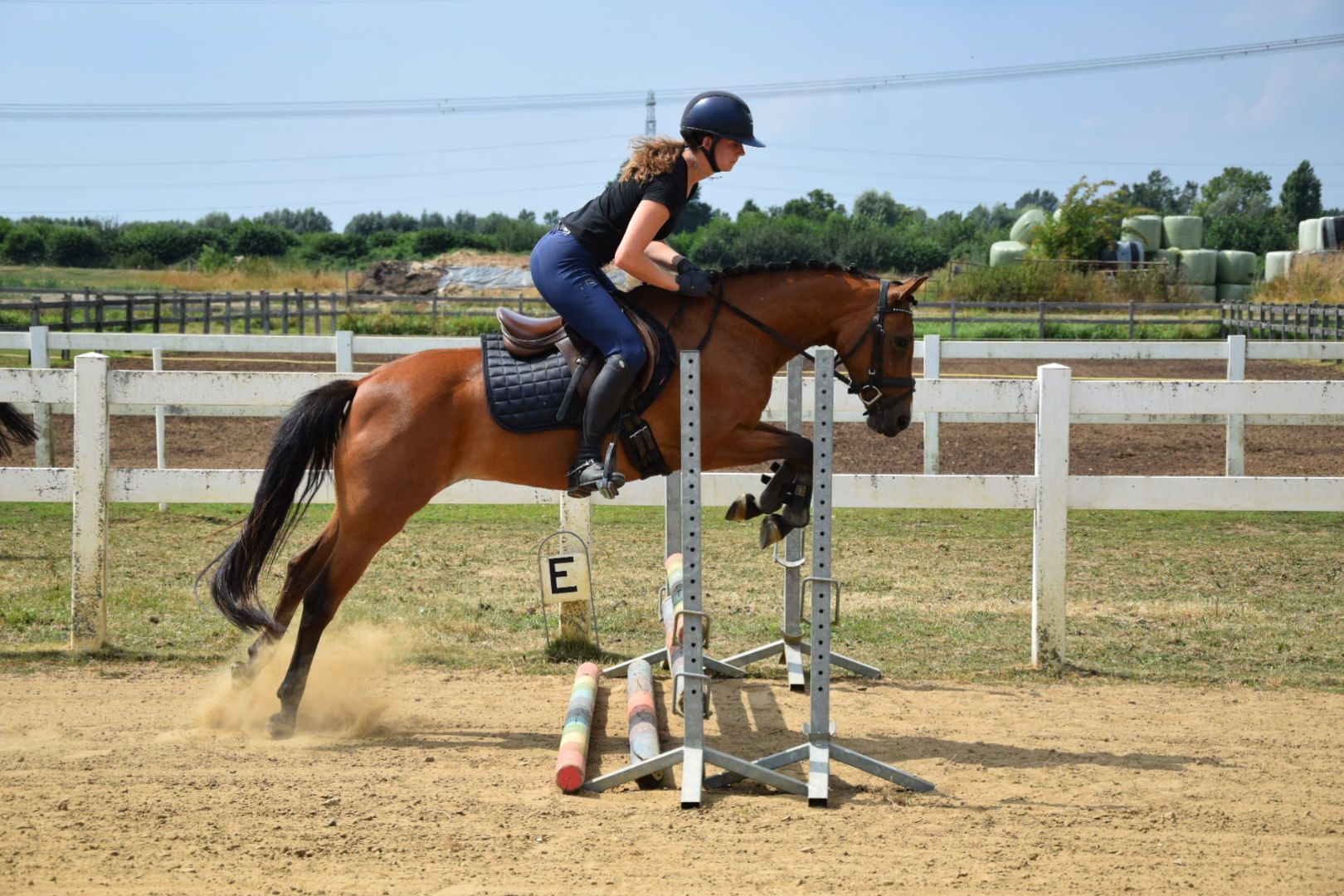 new-forest allround-pony merrie 5 år bruin till salu - Foto 2