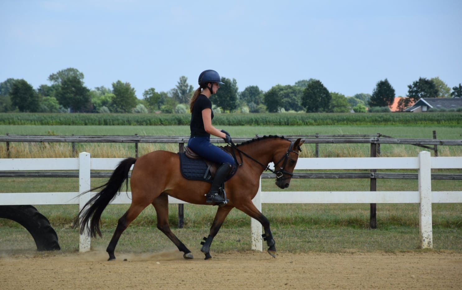 new-forest allround-pony merrie 5 år bruin till salu - Foto 3