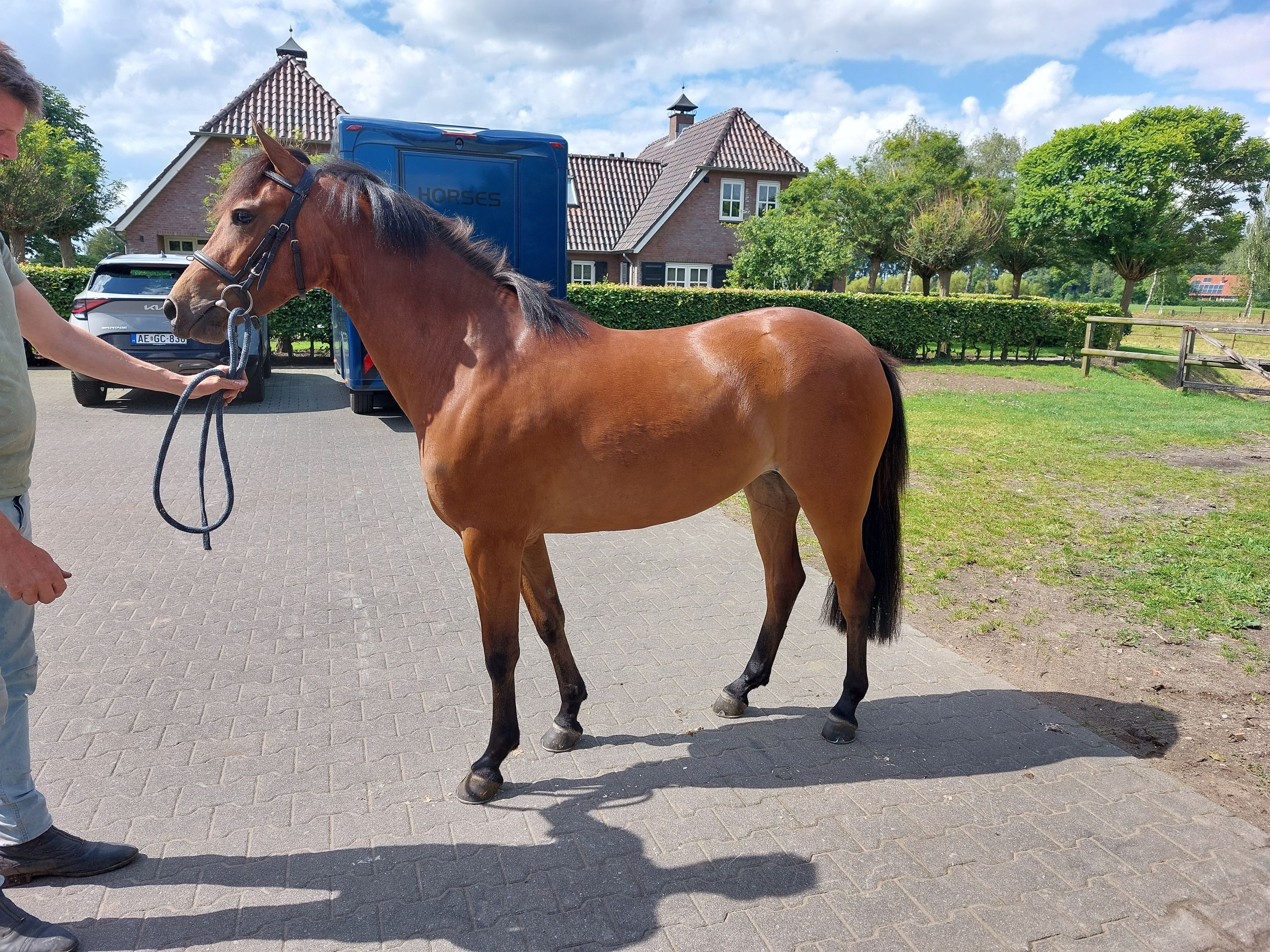 new-forest allround-pony merrie 5 år bruin till salu - Foto 6