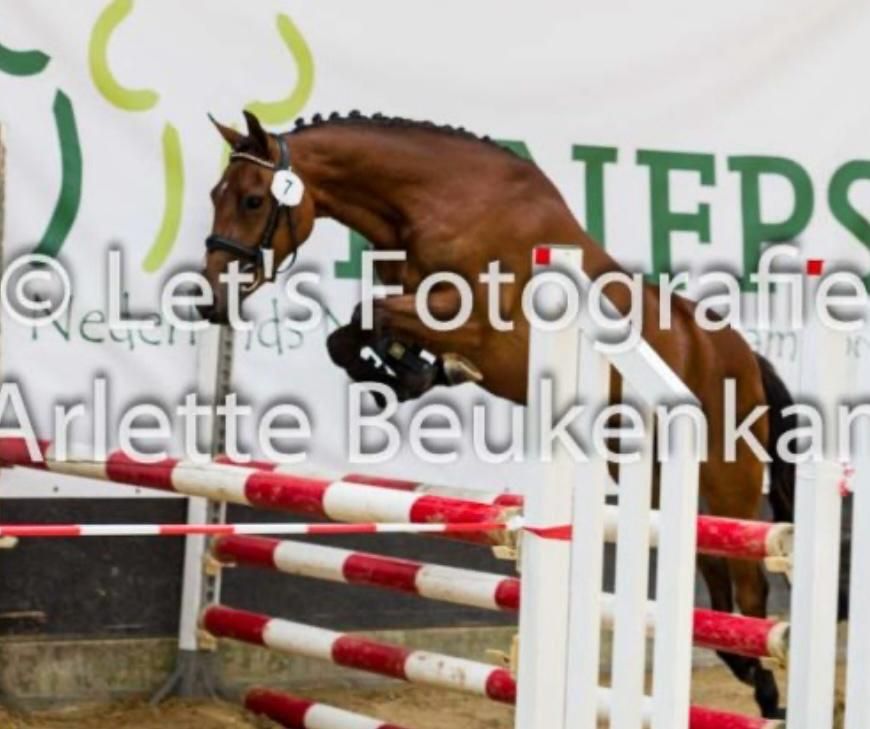 new-forest allround-pony merrie 5 år bruin till salu - Foto 4