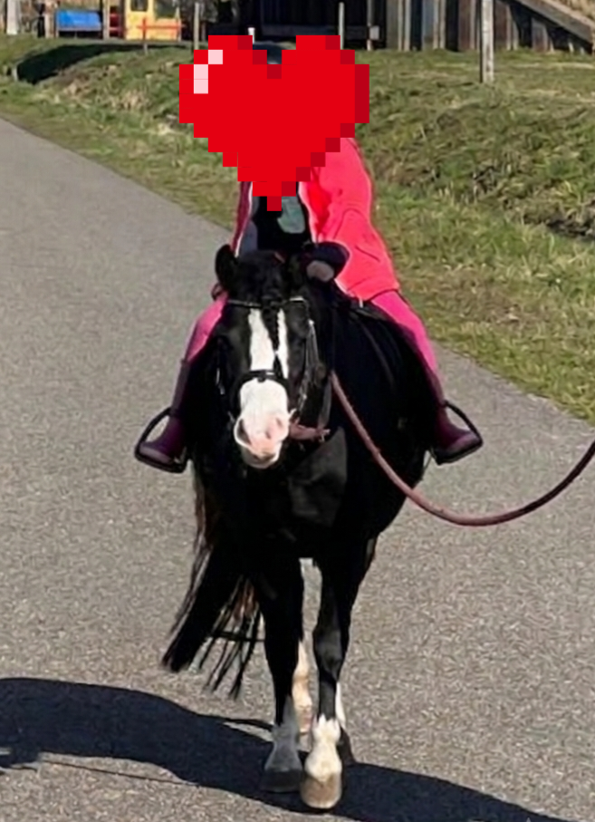 allround-pony merrie 5 años zwart en venta - Foto 2
