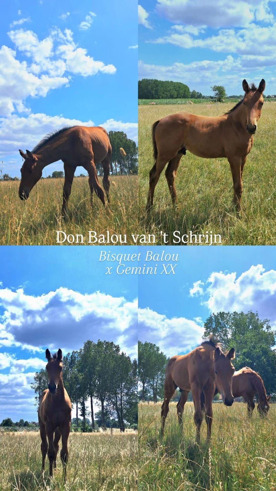 bwp springpaard hengst 0 år donkerbruin til salg - Foto 2