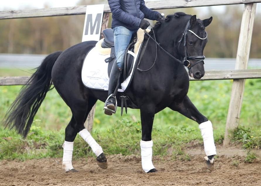 new-forest allround-pony merrie 9 år zwart till salu - Foto 3