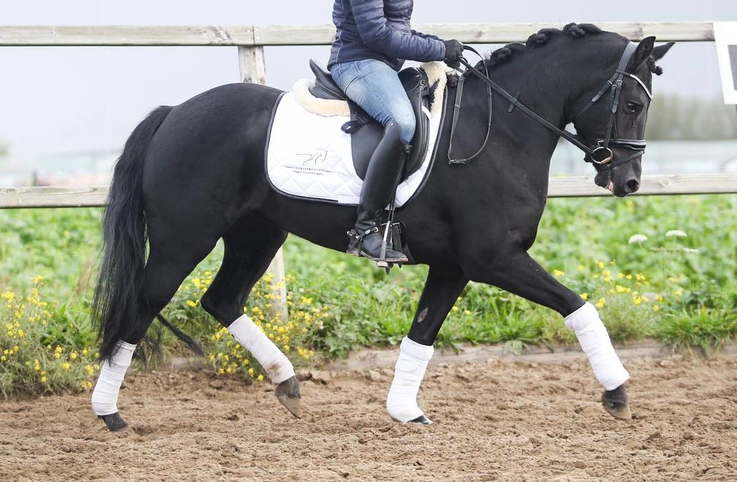 new-forest allround-pony merrie 9 år zwart till salu - Foto 4