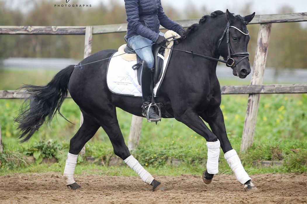 new-forest allround-pony merrie 9 år zwart till salu - Foto 5