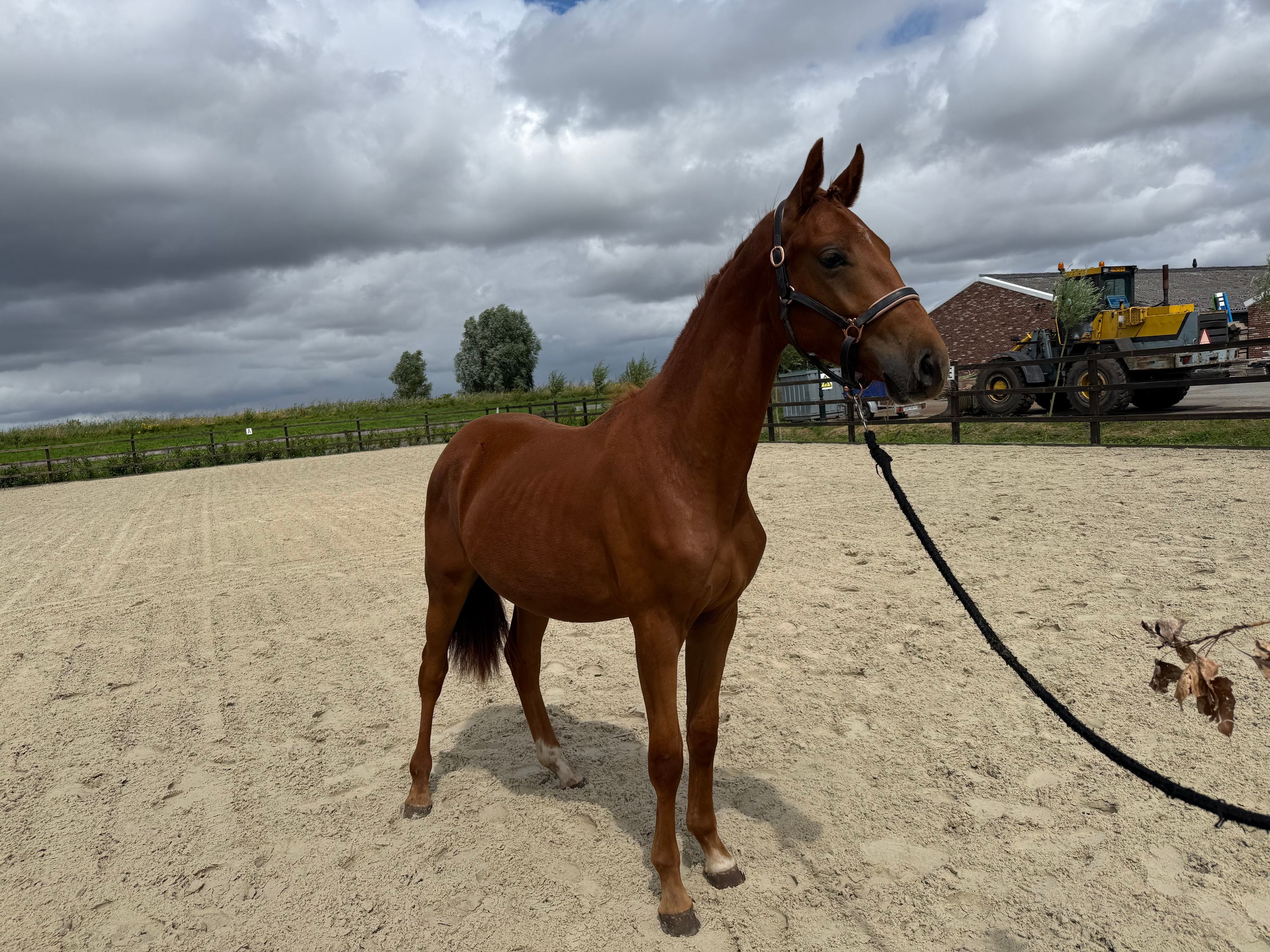 Mycket snygg 1-årig hingst