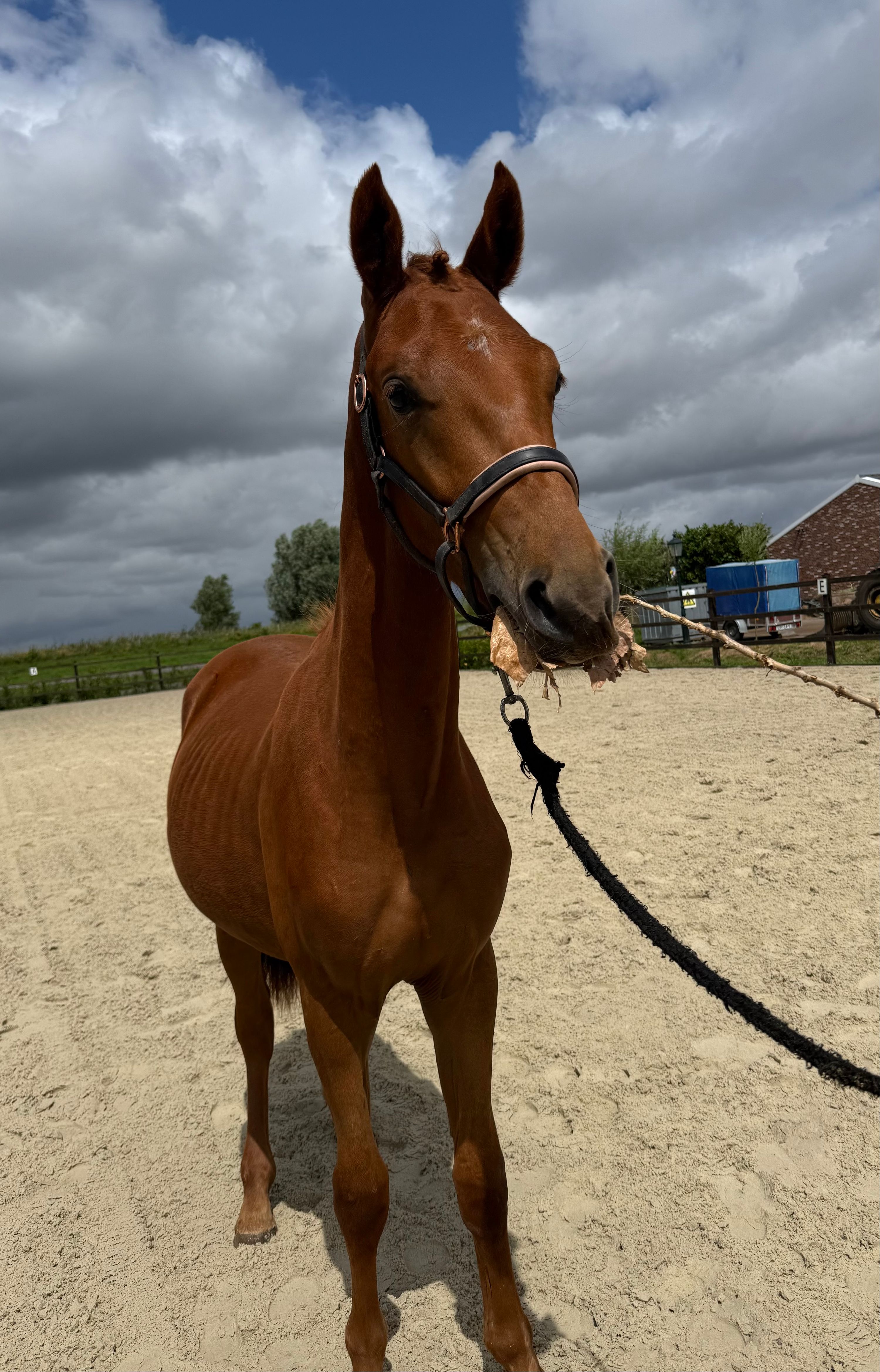 kwpn dressuurpaard hengst 1 år vos till salu - Foto 3