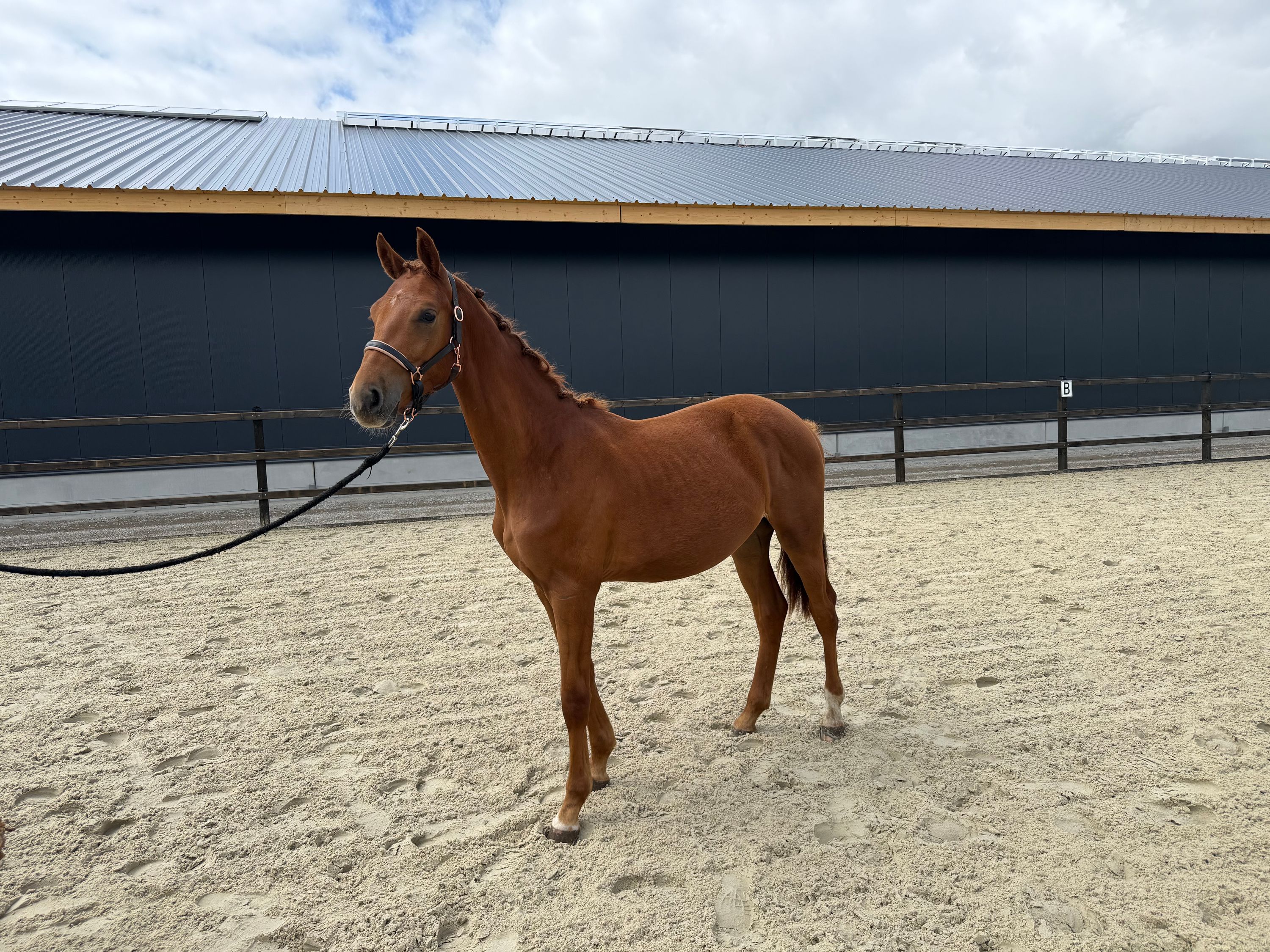kwpn dressuurpaard hengst 1 år vos till salu - Foto 2