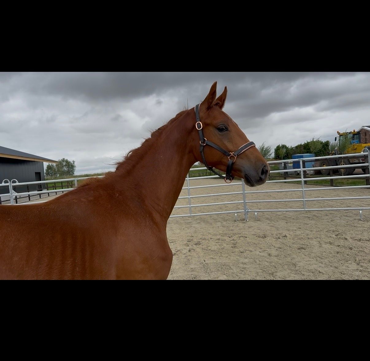 kwpn dressuurpaard hengst 1 år vos till salu - Foto 4
