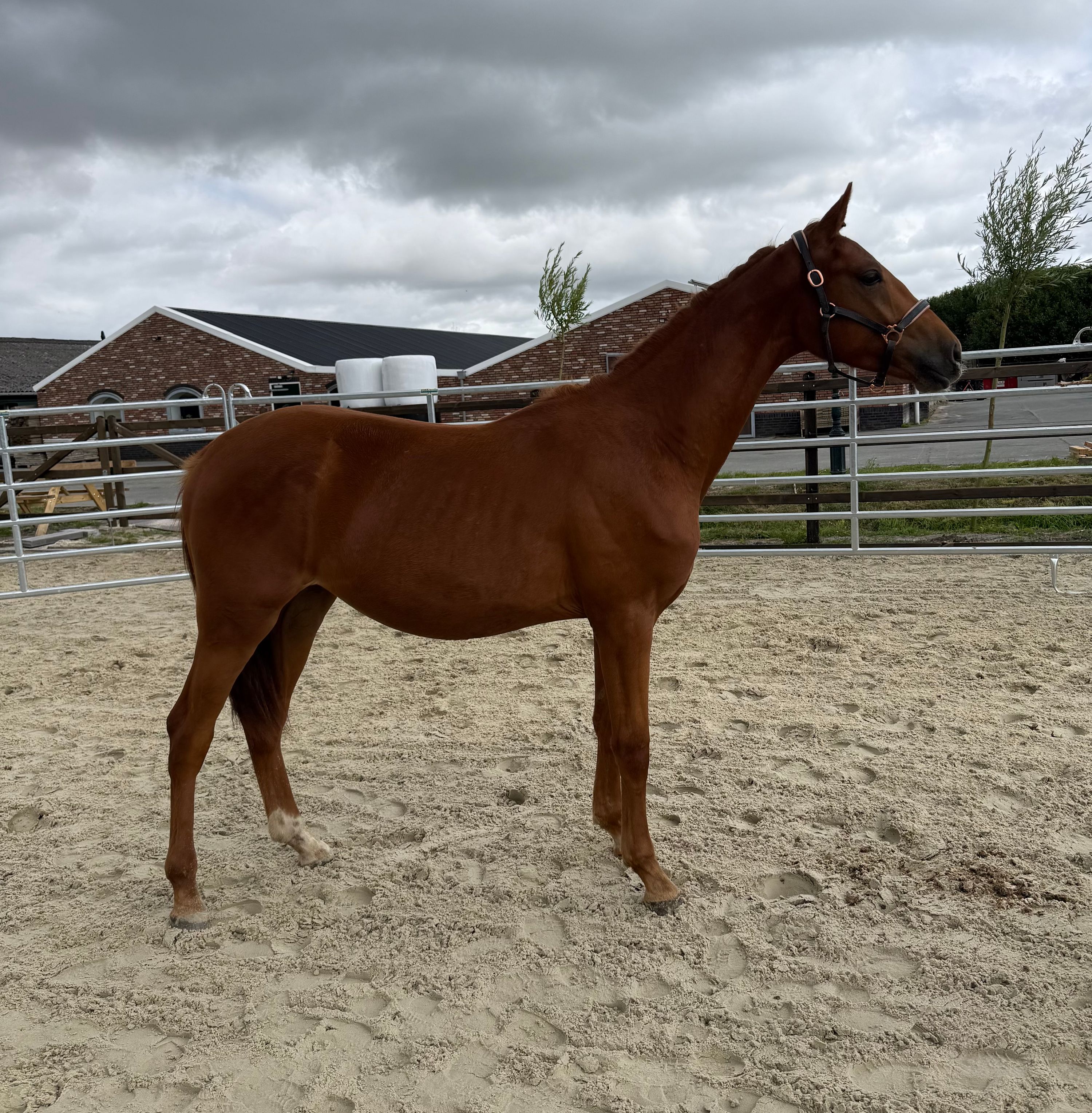 kwpn dressuurpaard hengst 1 år vos till salu - Foto 5