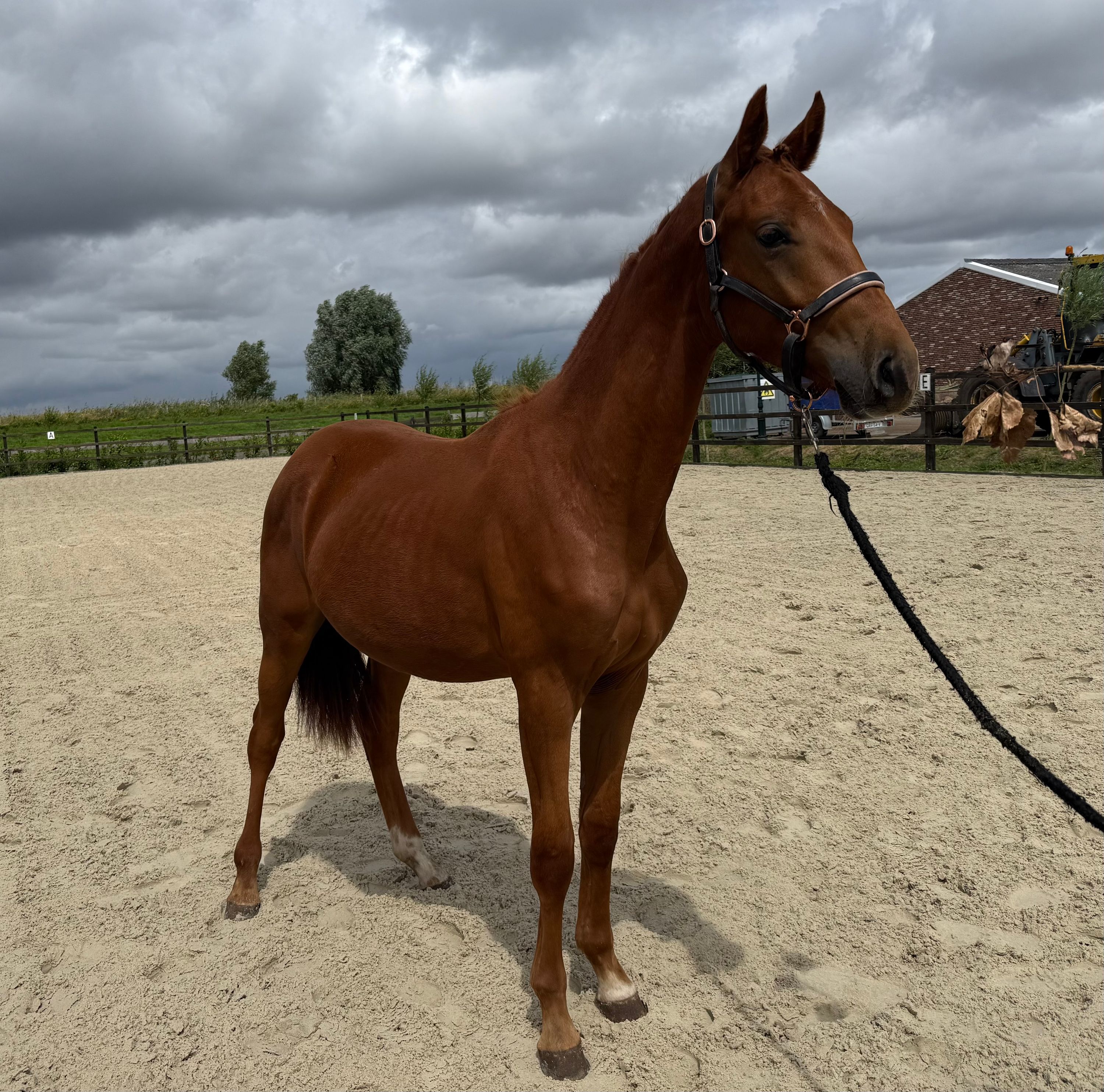 kwpn dressuurpaard hengst 1 år vos till salu - Foto 6