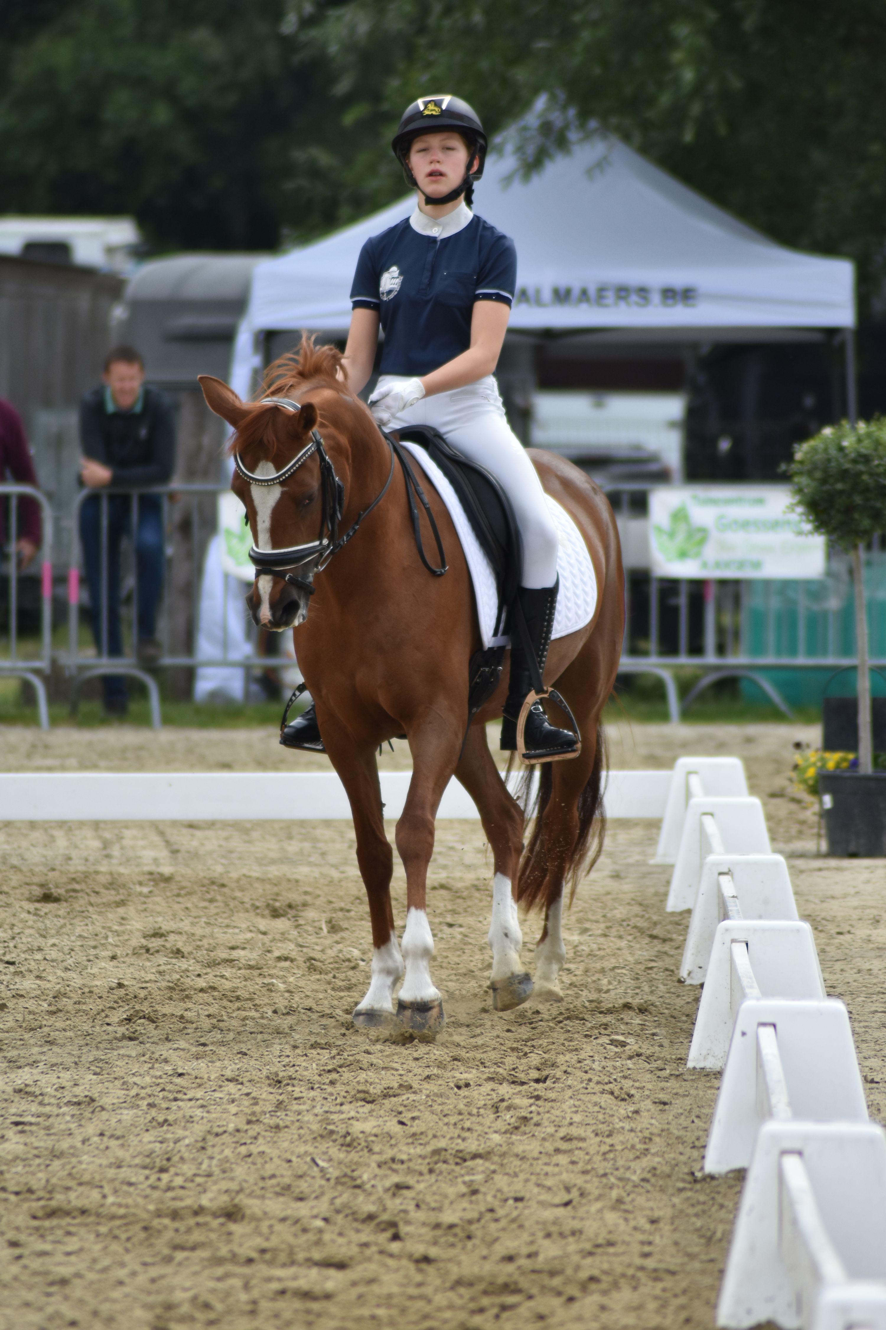 kwpn dressuurpony merrie 11 ans vos à vendre - Photo 2